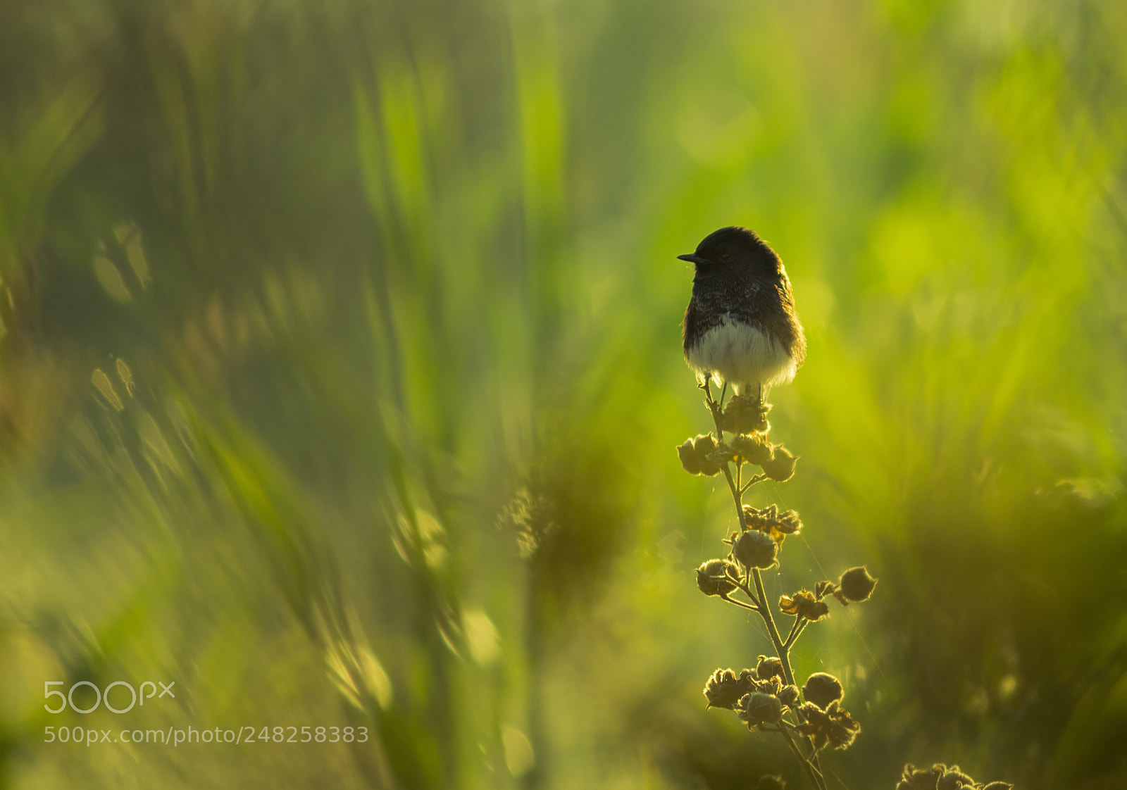 Canon EOS 1200D (EOS Rebel T5 / EOS Kiss X70 / EOS Hi) sample photo. Pied bushchat in nature's photography