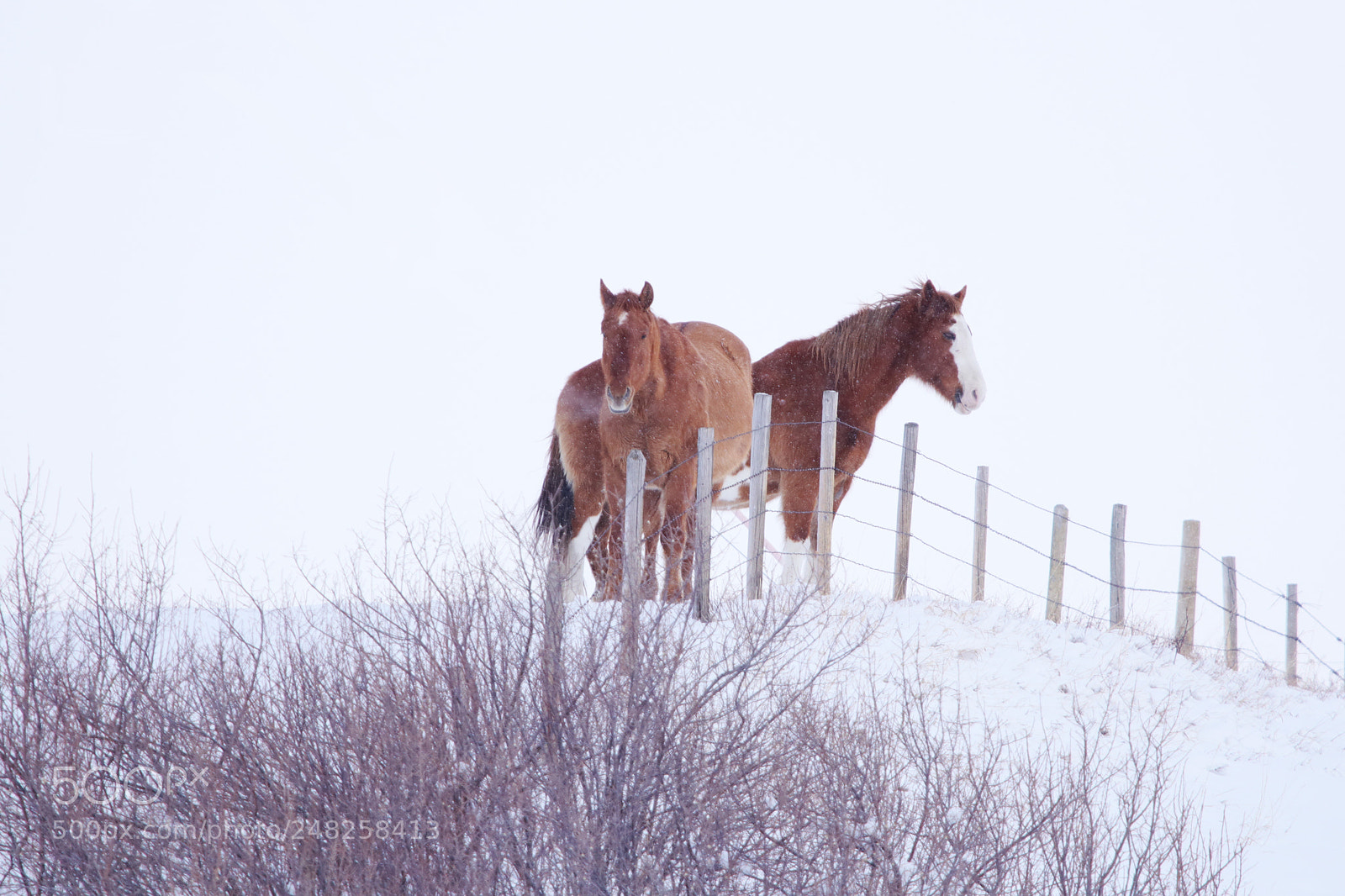Canon EOS 80D sample photo. Two horses in the photography