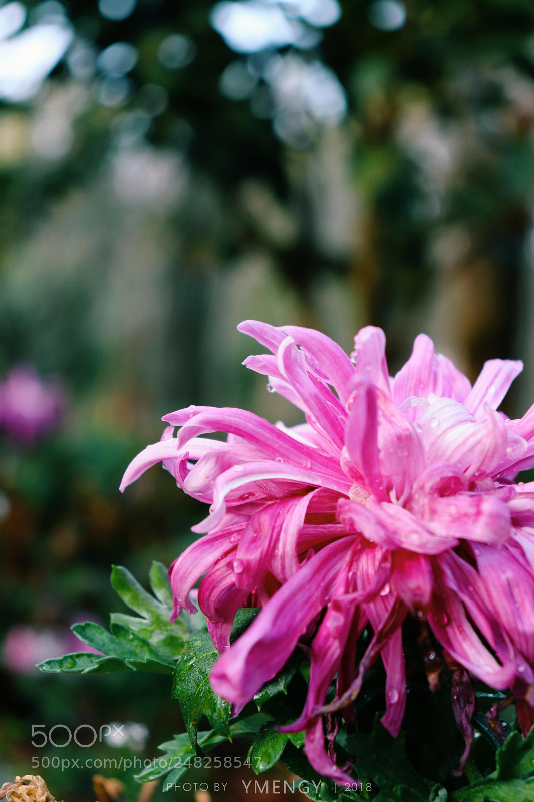 Canon EOS 800D (EOS Rebel T7i / EOS Kiss X9i) sample photo. Chrysanthemum photography