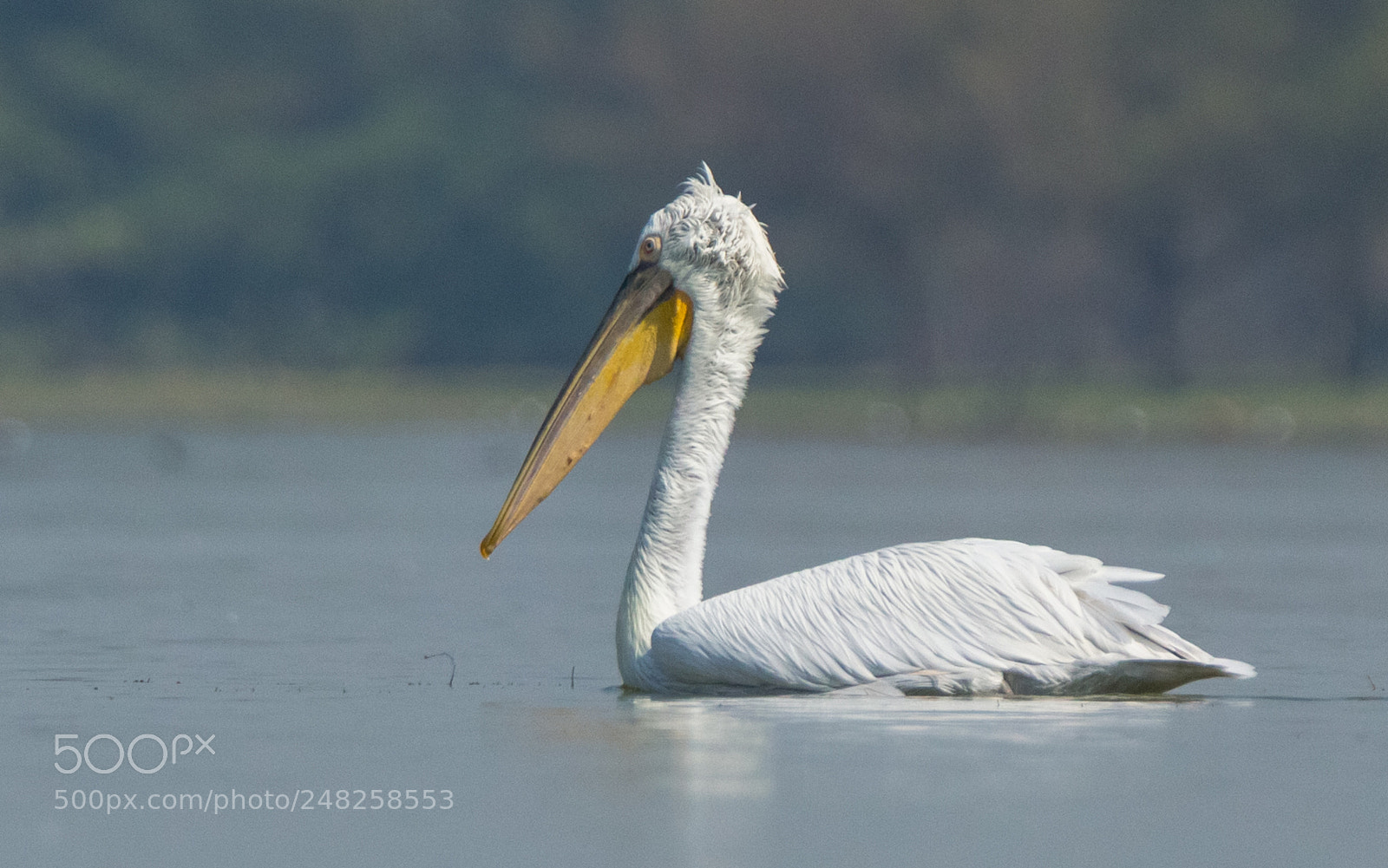 Canon EOS 700D (EOS Rebel T5i / EOS Kiss X7i) sample photo. Great white pelican photography
