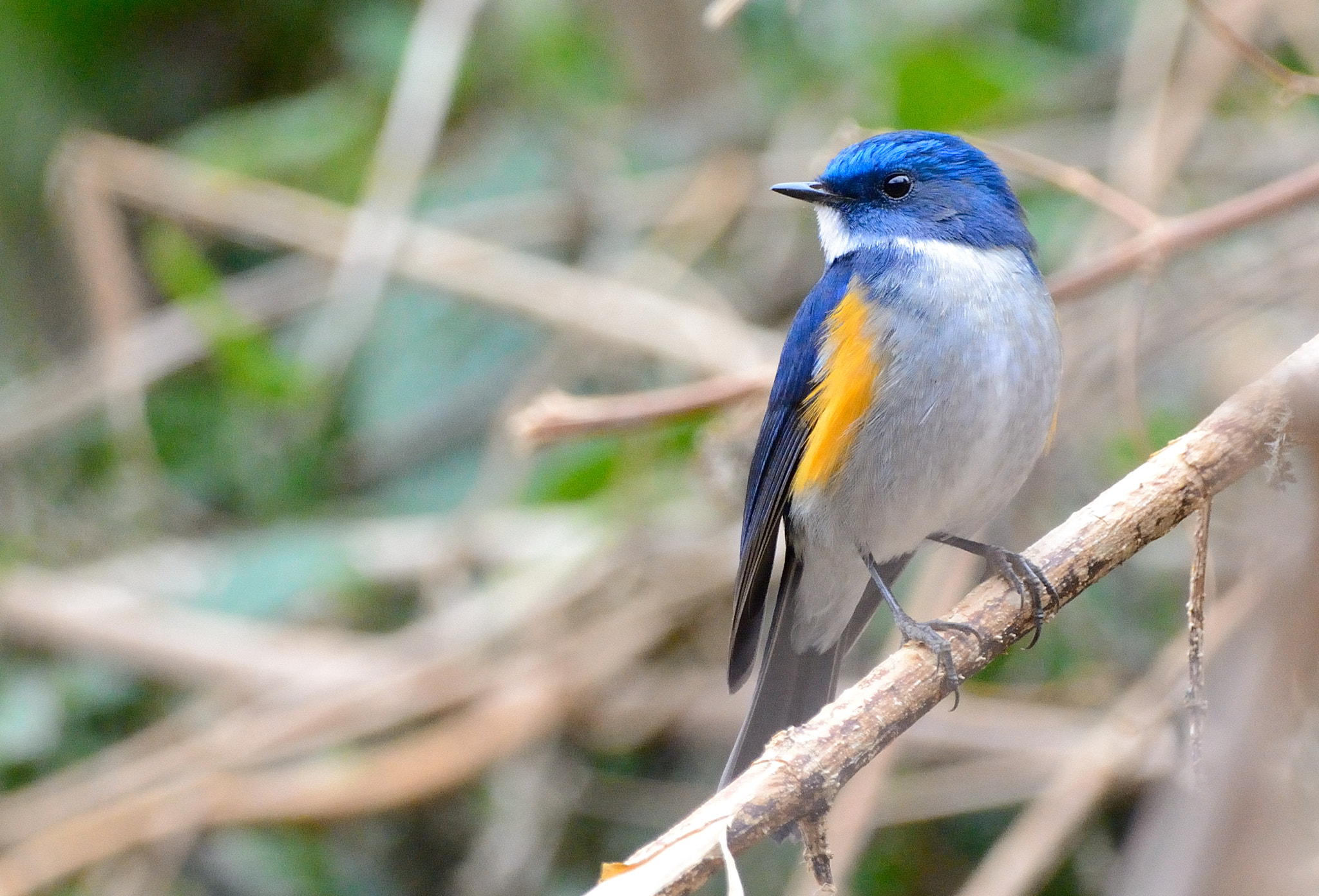 Nikon D7100 + Sigma 150-600mm F5-6.3 DG OS HSM | C sample photo. Himalayan bluetail photography