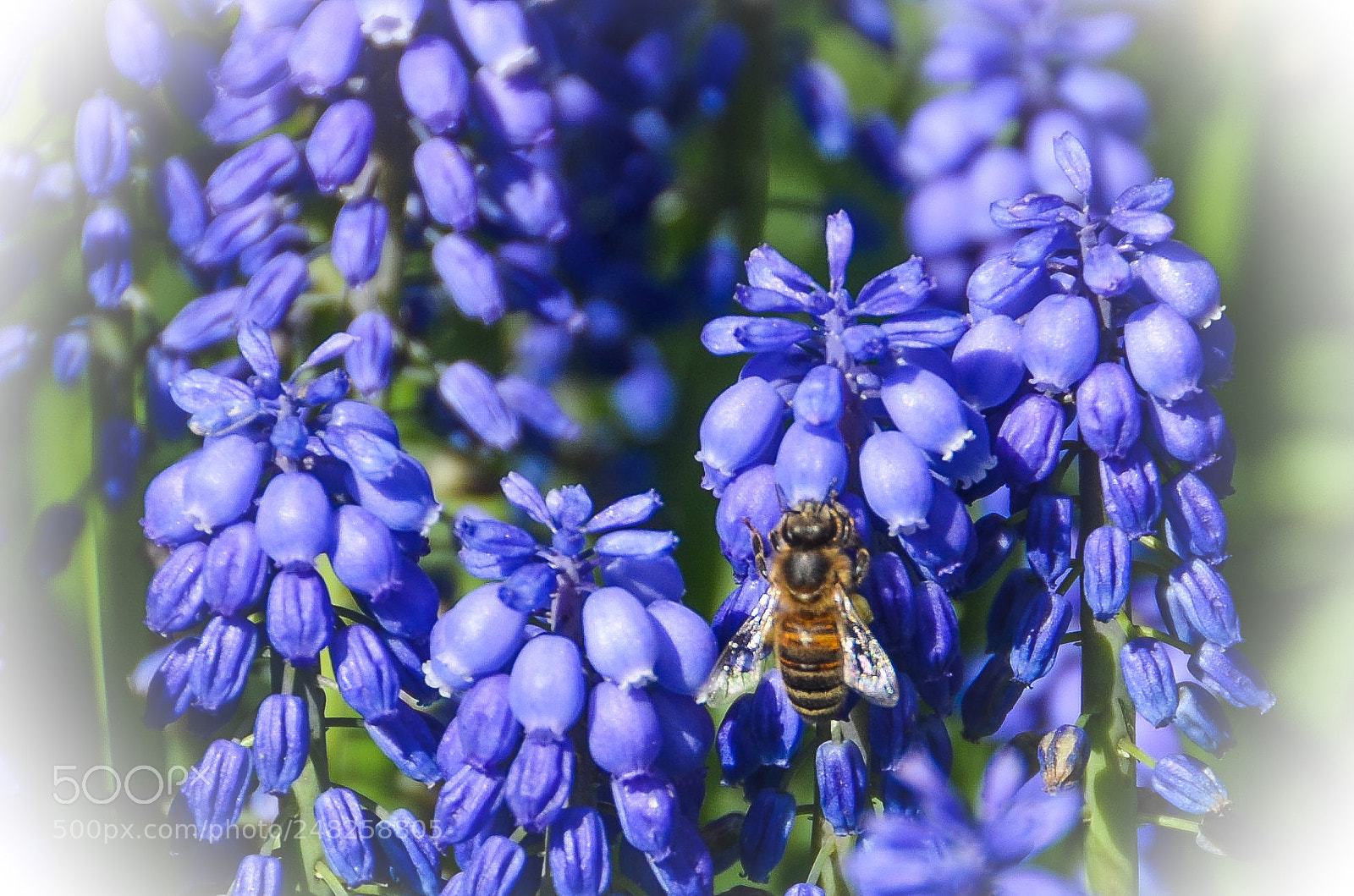 Nikon D5100 sample photo. Sweet work in progress photography