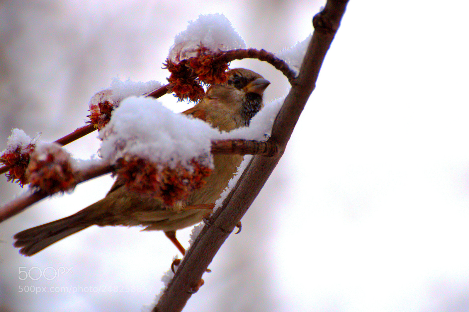 Nikon D3200 sample photo. Fly on, little wing photography