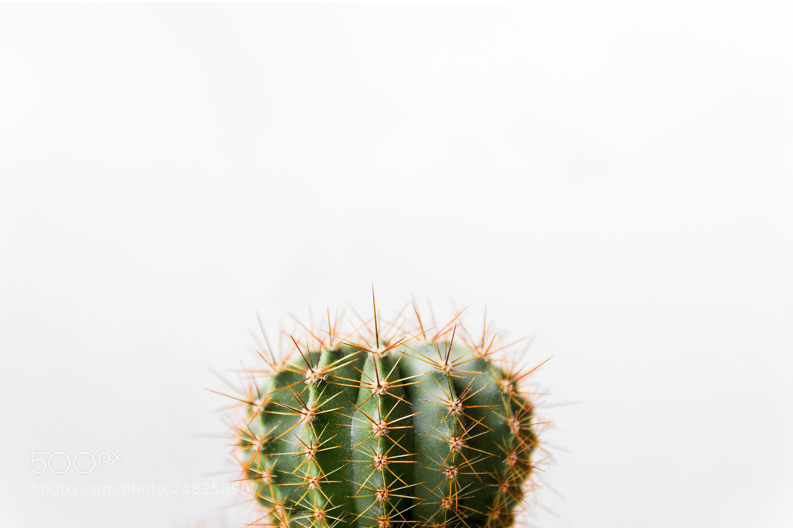 Canon EOS 600D (Rebel EOS T3i / EOS Kiss X5) sample photo. Cactus close up. minimal photography