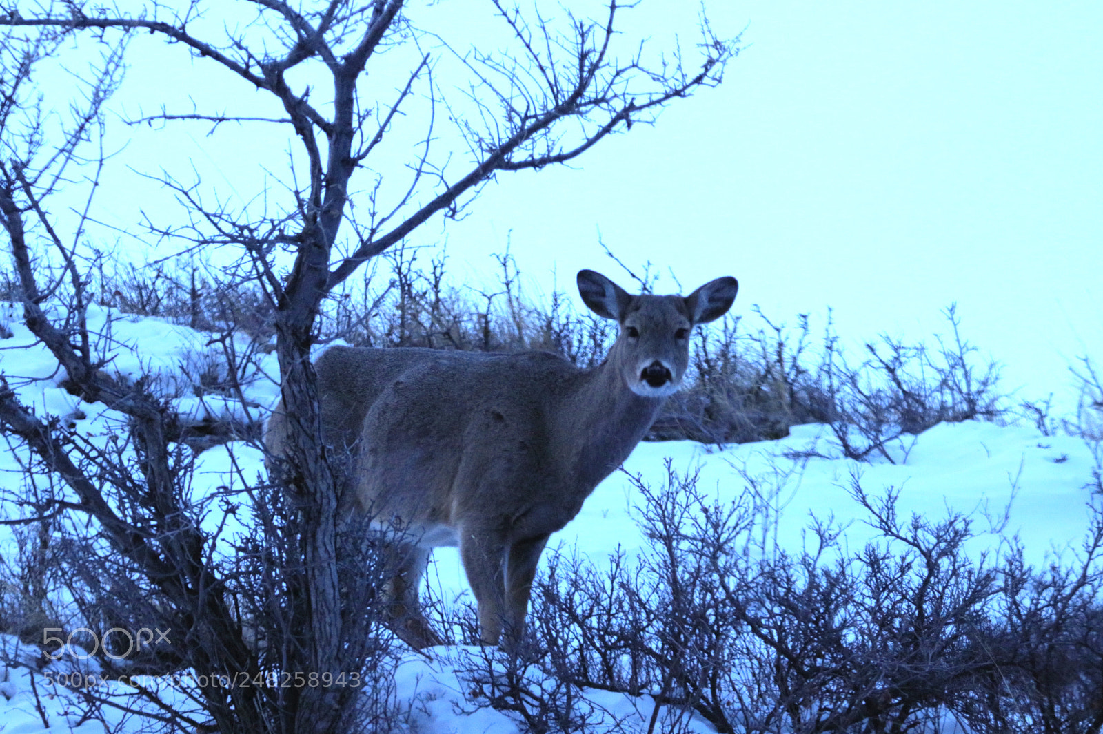 Canon EOS 80D sample photo. Good morning deer photography