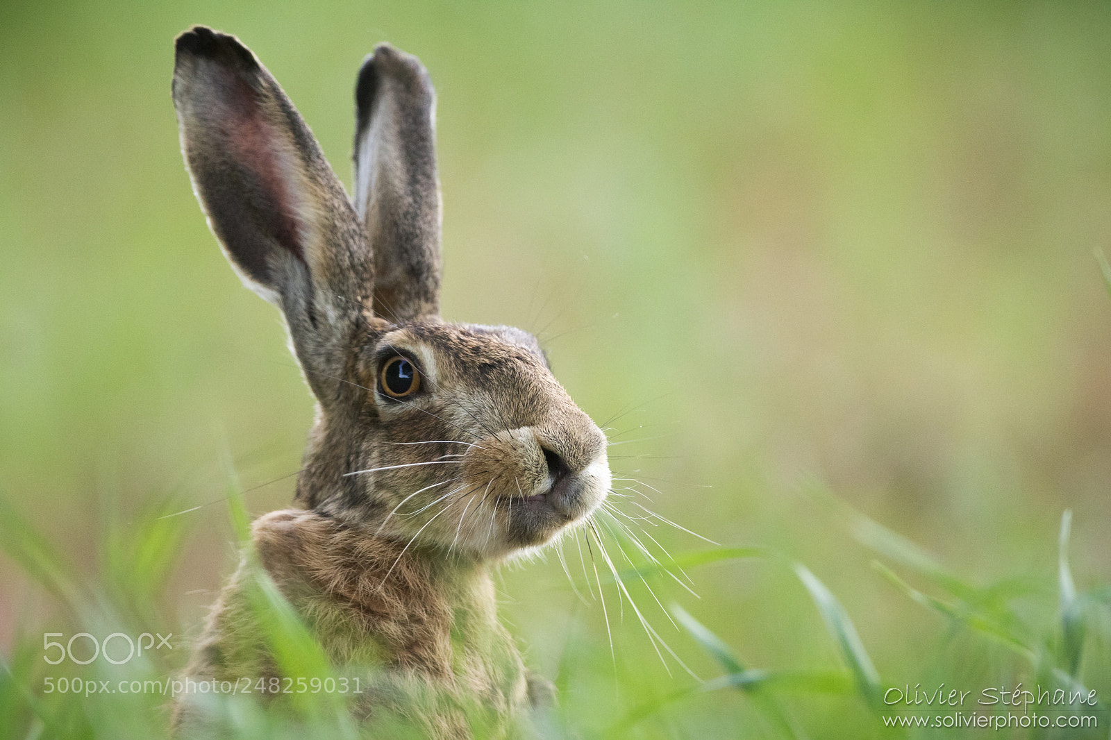 Canon EOS 7D Mark II sample photo. Li vre un poil photography