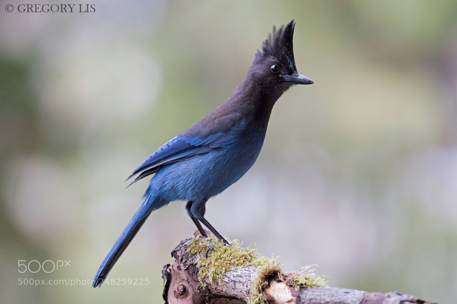 Nikon D810 sample photo. Steller's jay photography