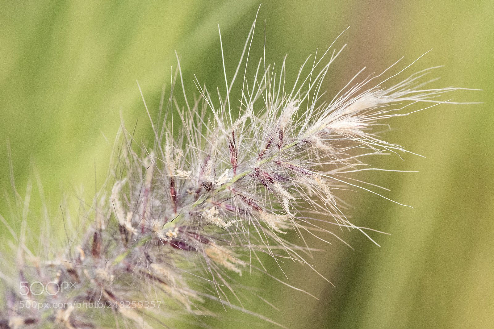 Nikon D500 sample photo. Weed in wind photography
