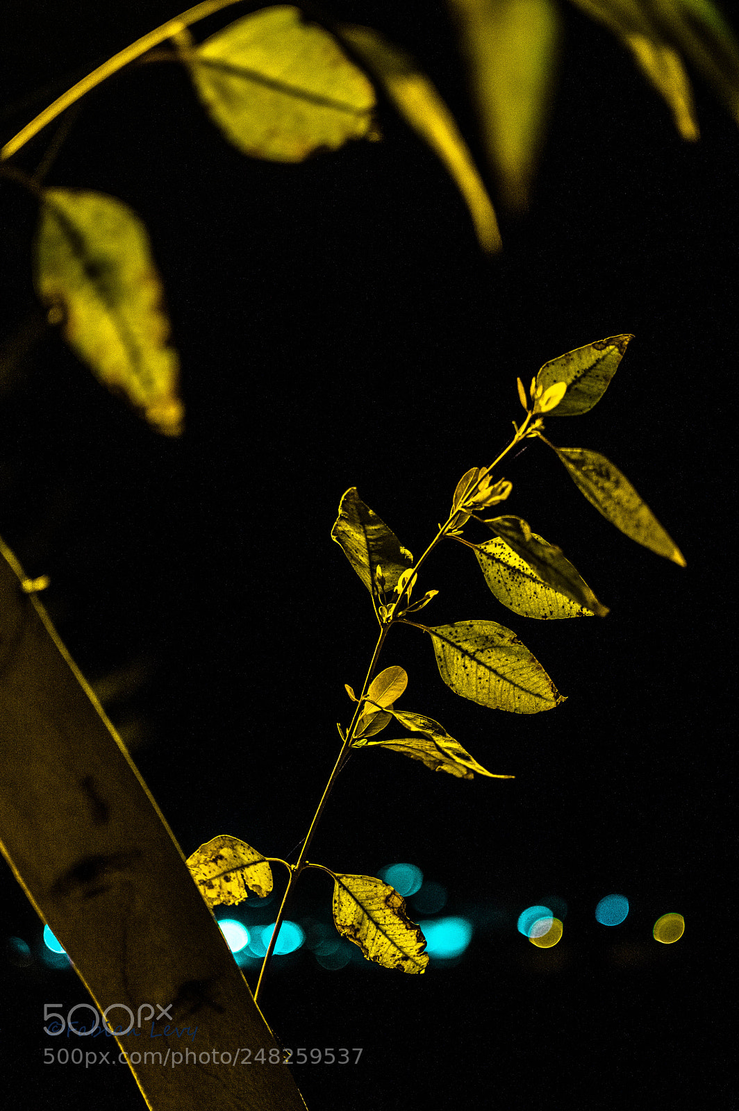 Nikon D3200 sample photo. Hojitver photography