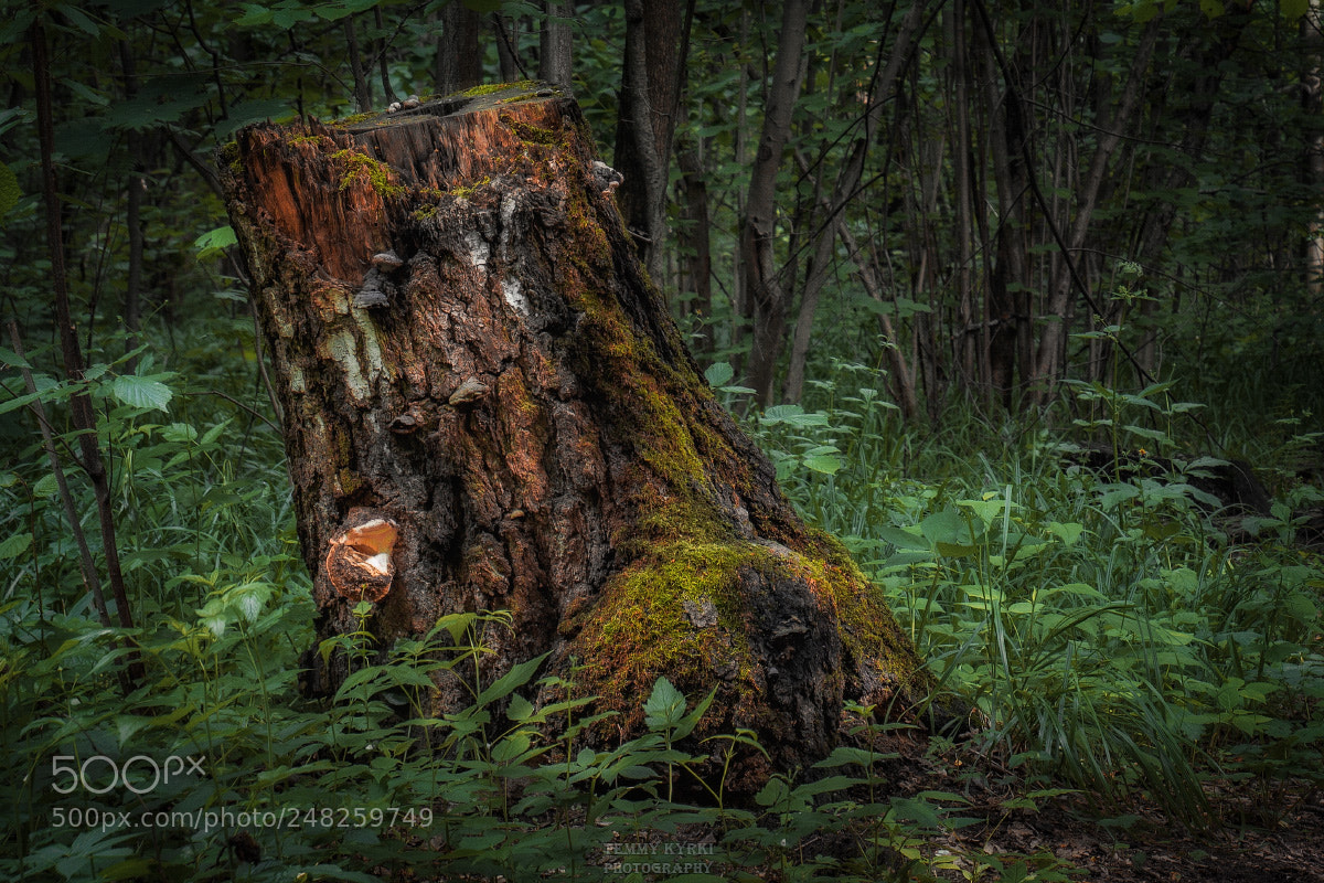Olympus OM-D E-M1 sample photo. Stump photography