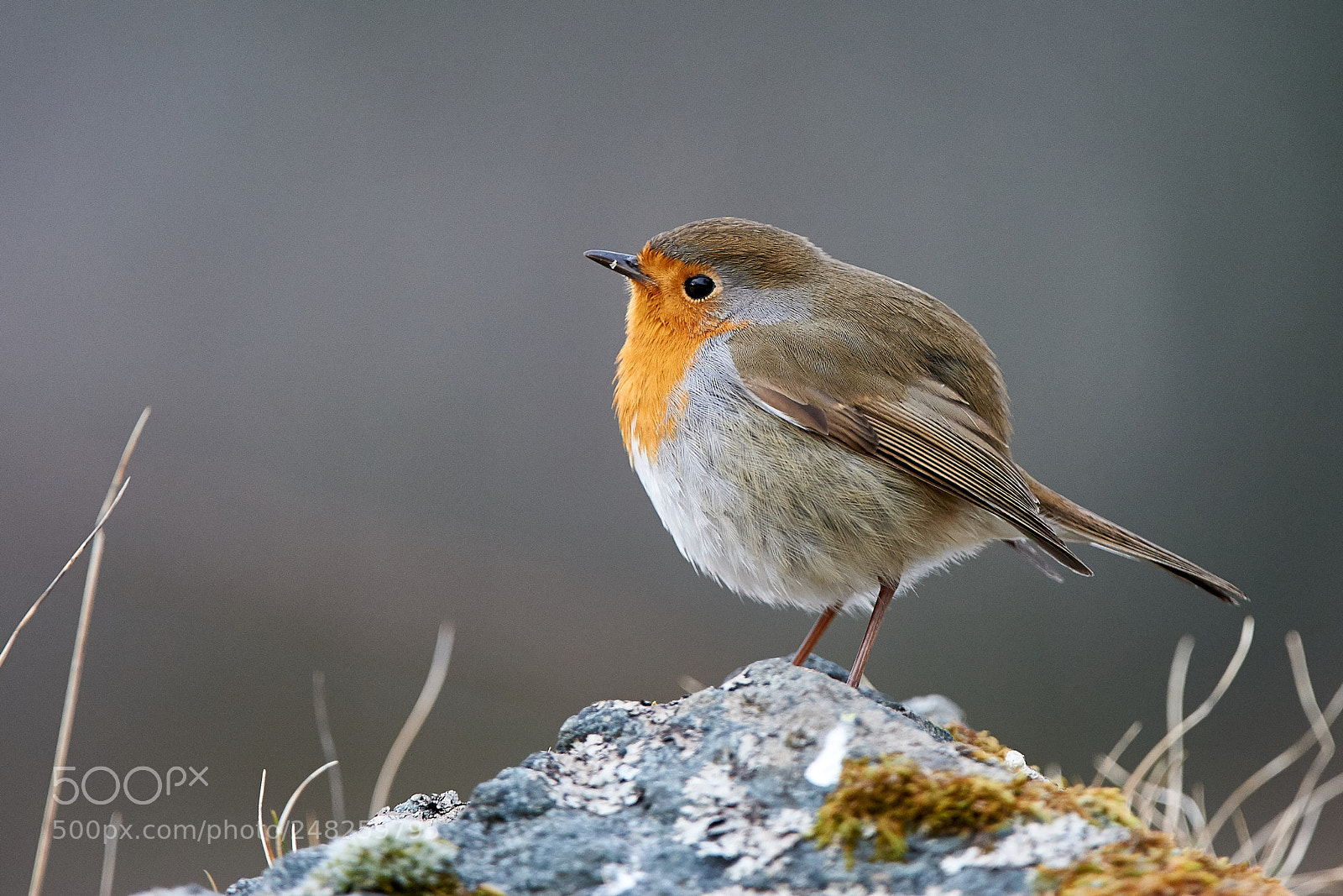 Nikon D3S sample photo. European robin photography