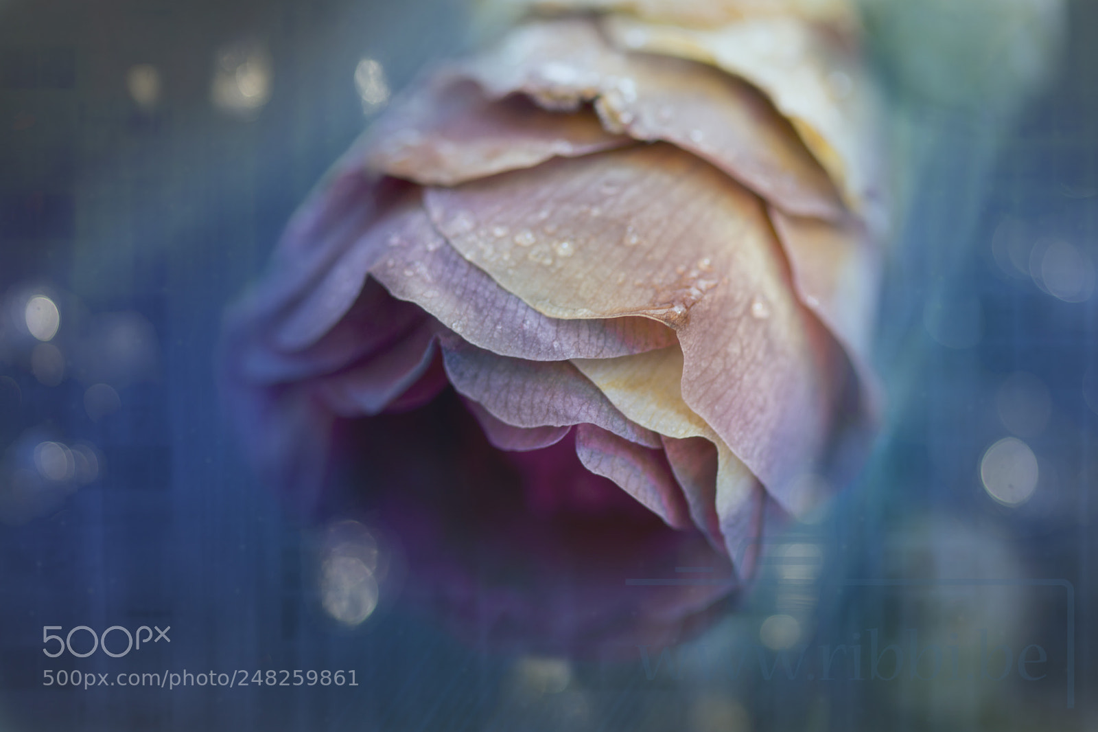 Nikon D7100 sample photo. Frozen in blue photography