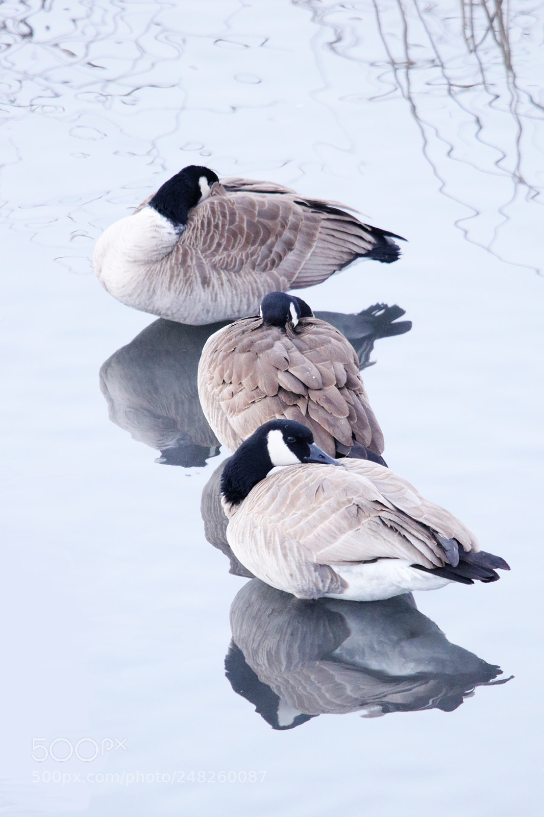 Canon EOS 80D sample photo. Sleepy reflection photography