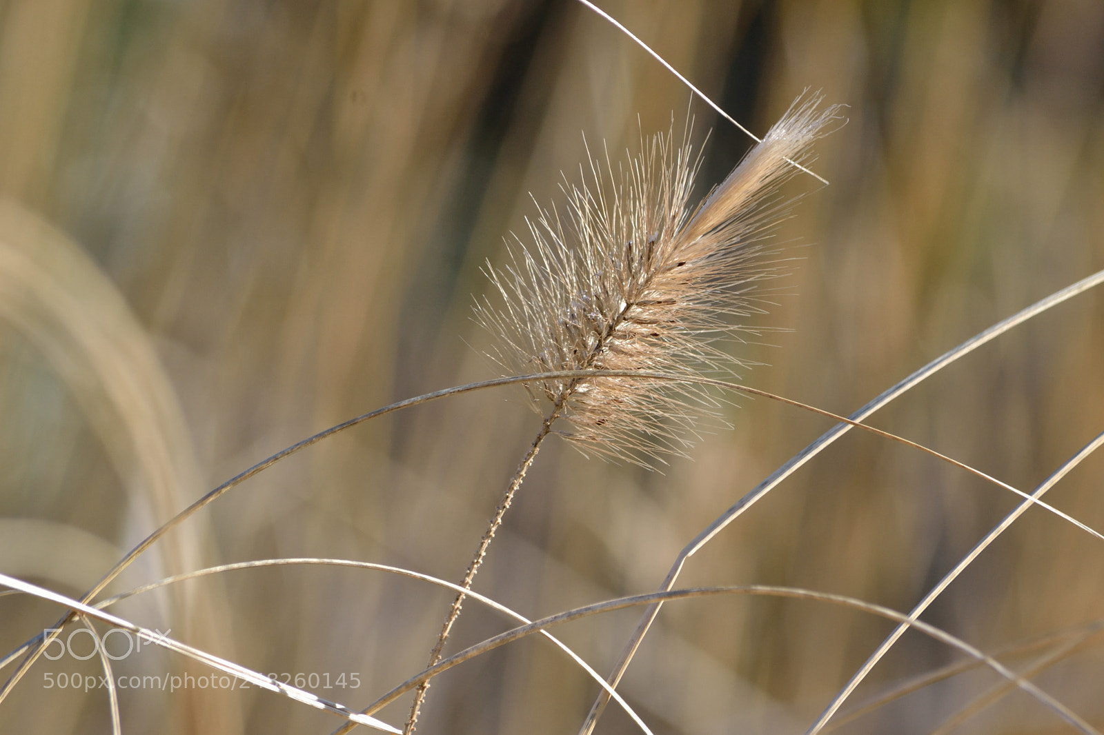 Nikon D3100 sample photo. Winter grass photography