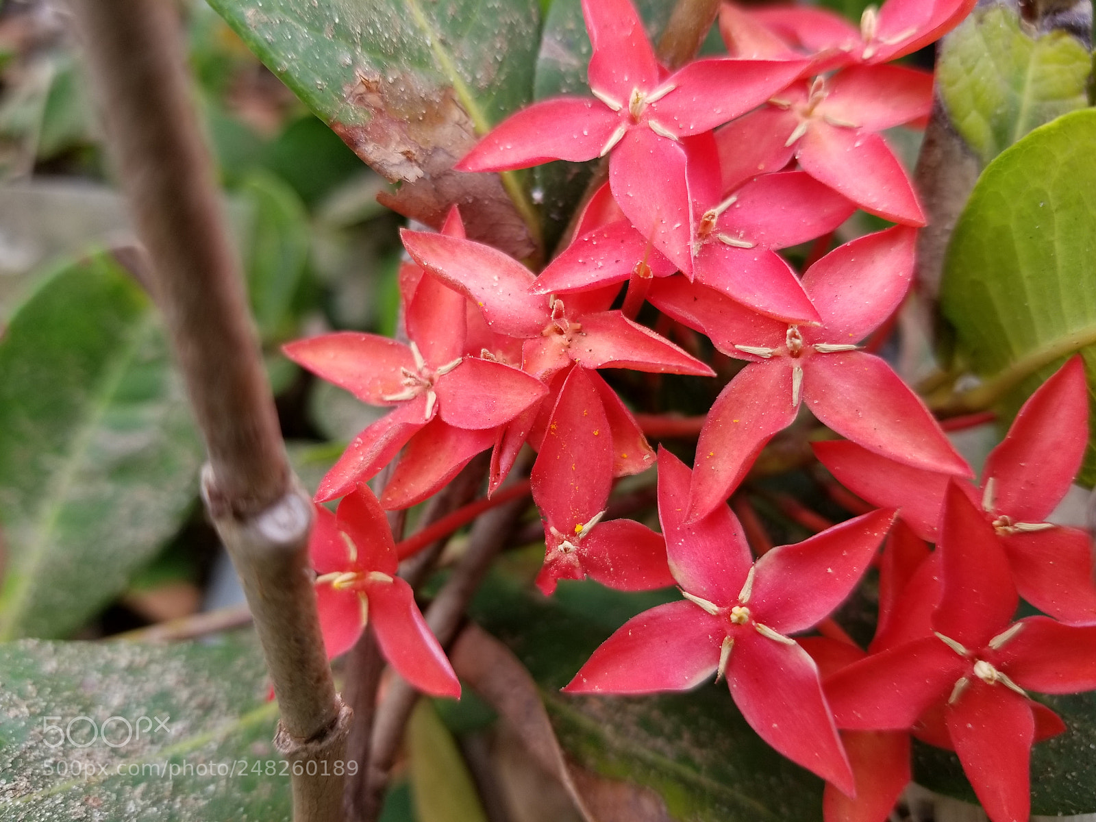Samsung Galaxy S8+ sample photo. Red photography
