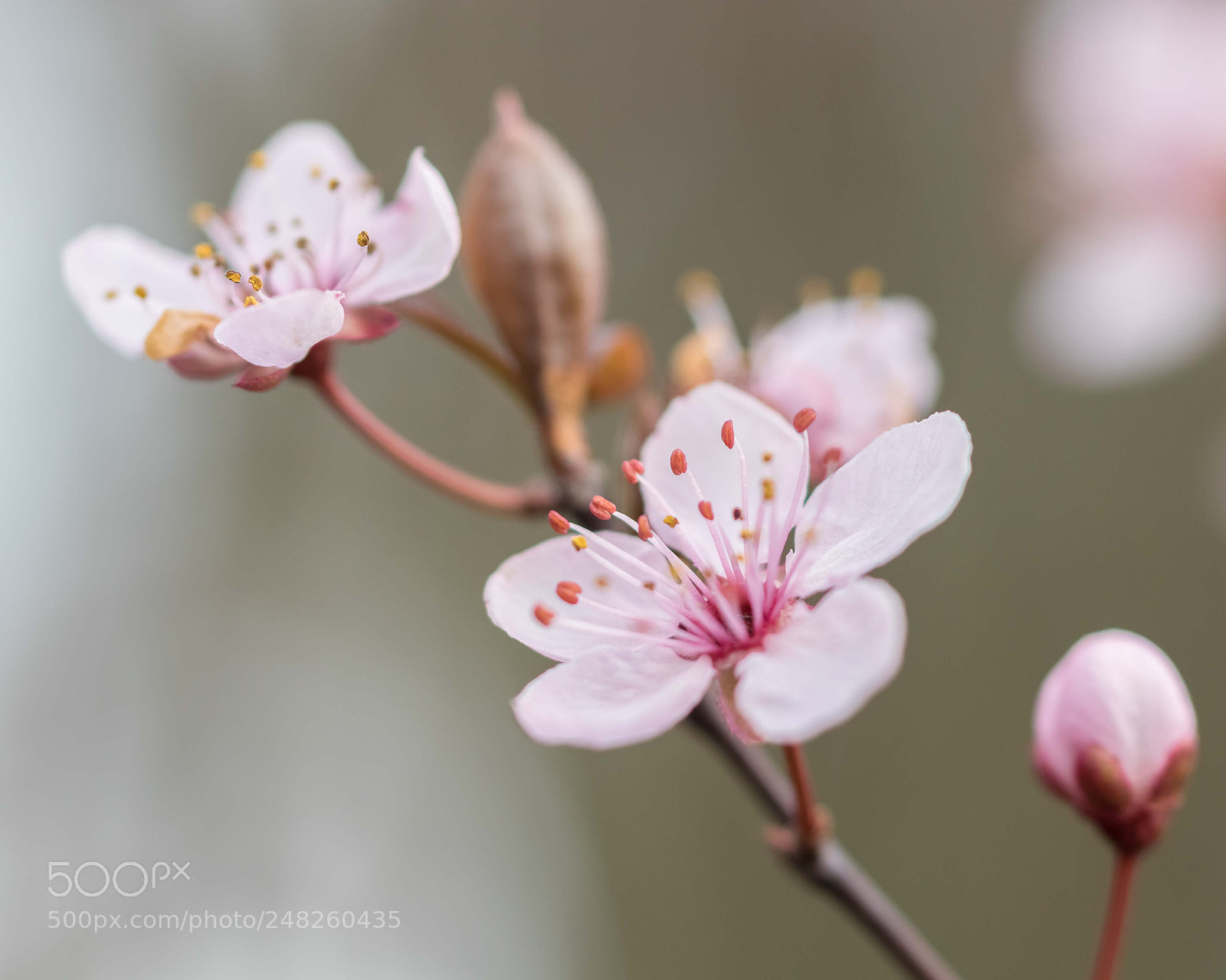 Canon EOS 80D sample photo. Fleur de prunus photography