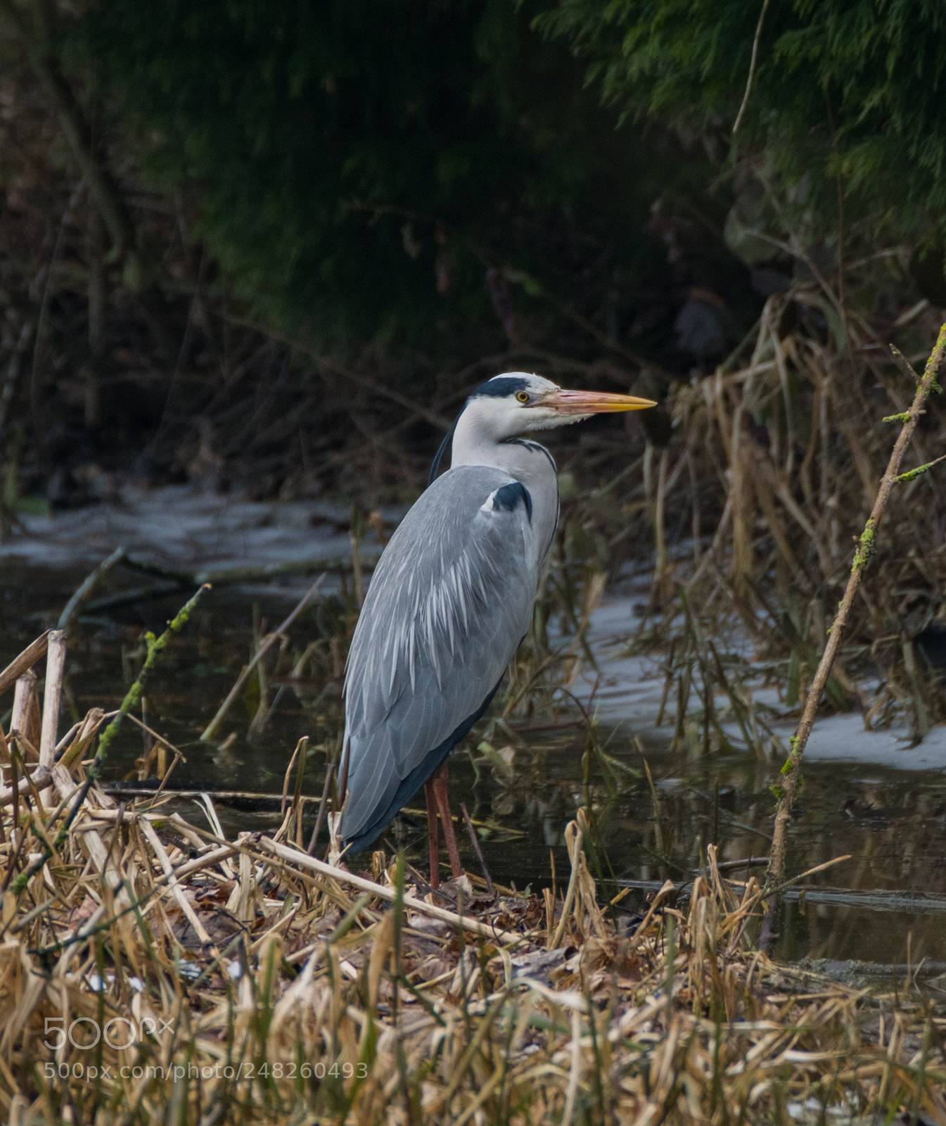 Fujifilm X-T2 sample photo. Heron fishing photography