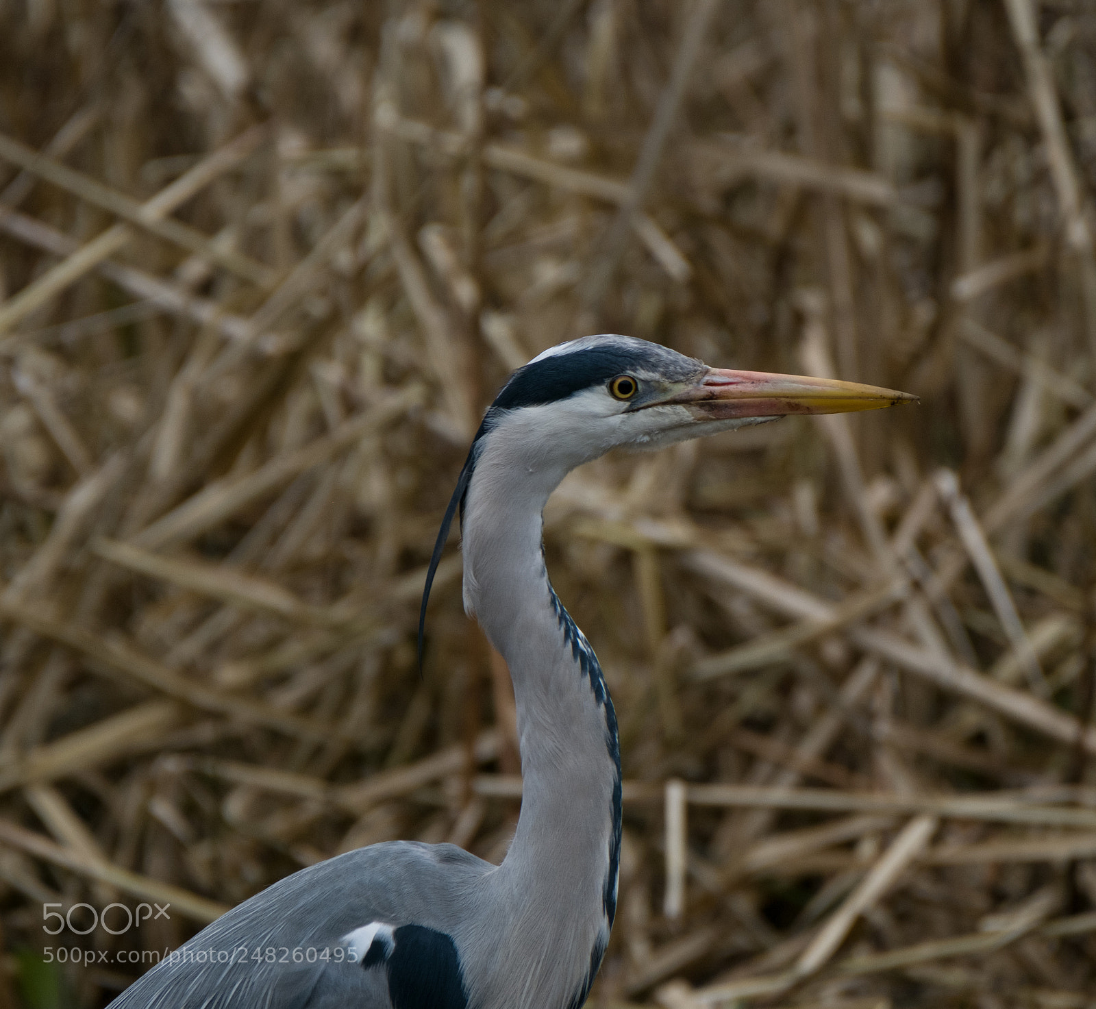 Fujifilm X-T2 sample photo. Heron photography