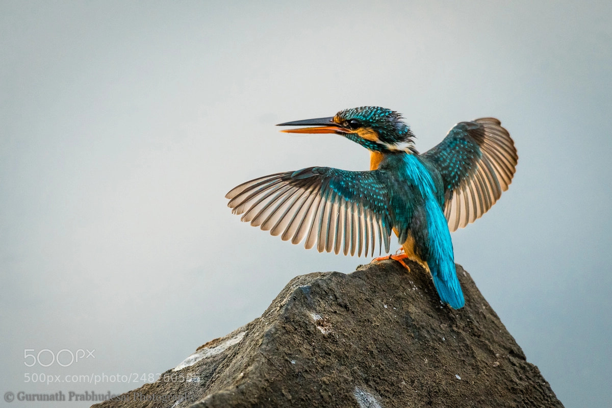 Nikon D500 sample photo. The king....err....queen photography
