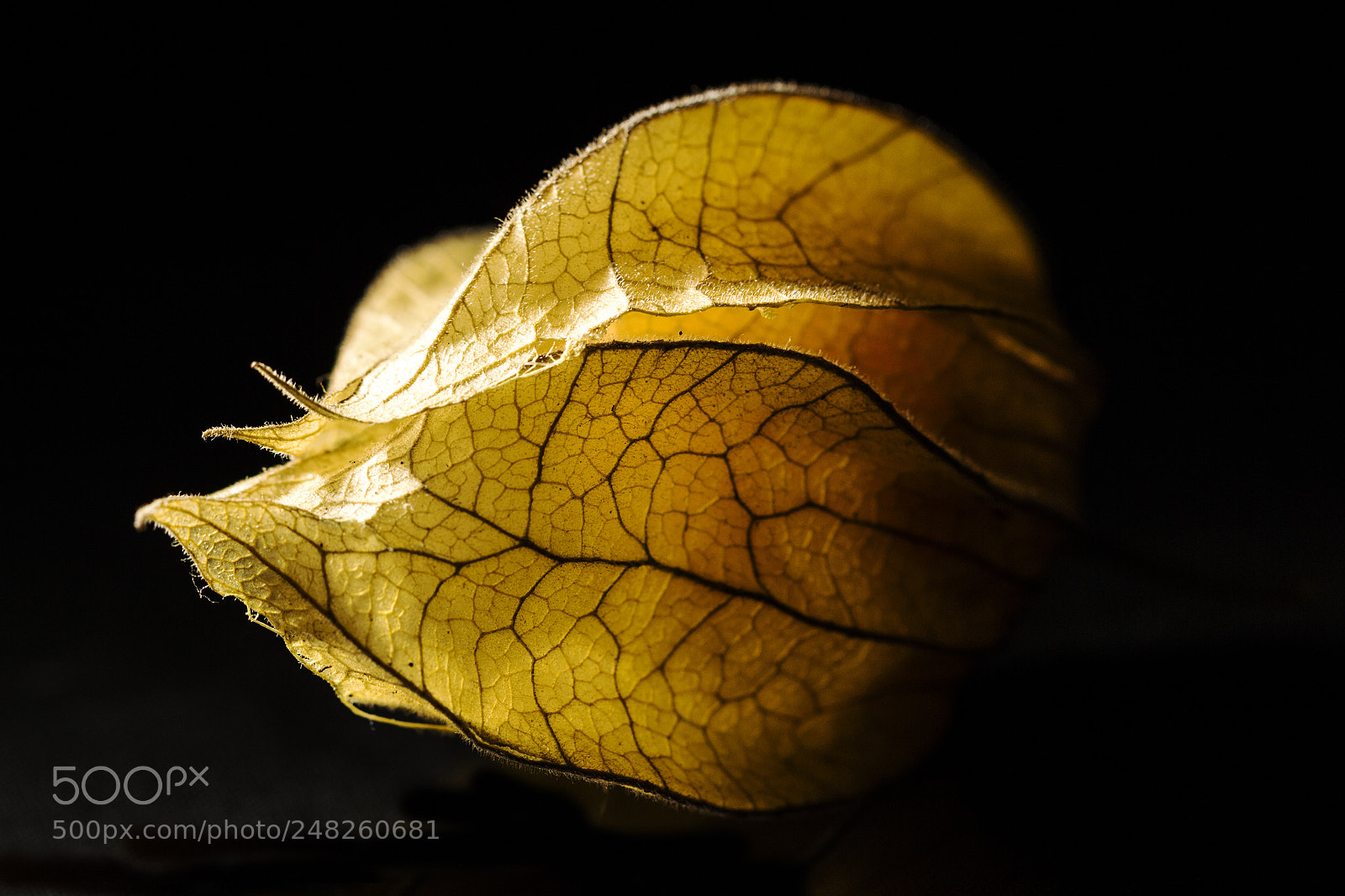 Canon EOS 700D (EOS Rebel T5i / EOS Kiss X7i) sample photo. Physalis photography