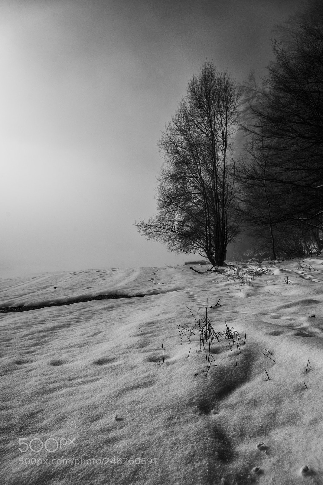 Nikon D800 sample photo. Gruyere photography