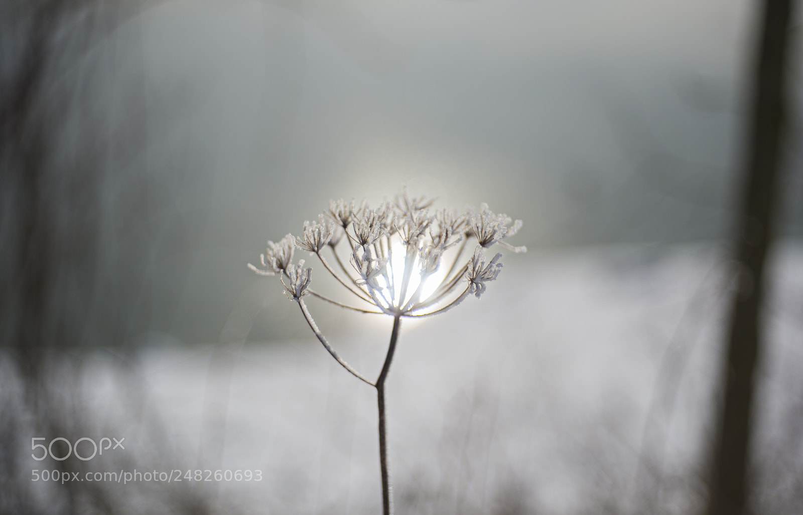 Nikon D800 sample photo. Gruyere photography