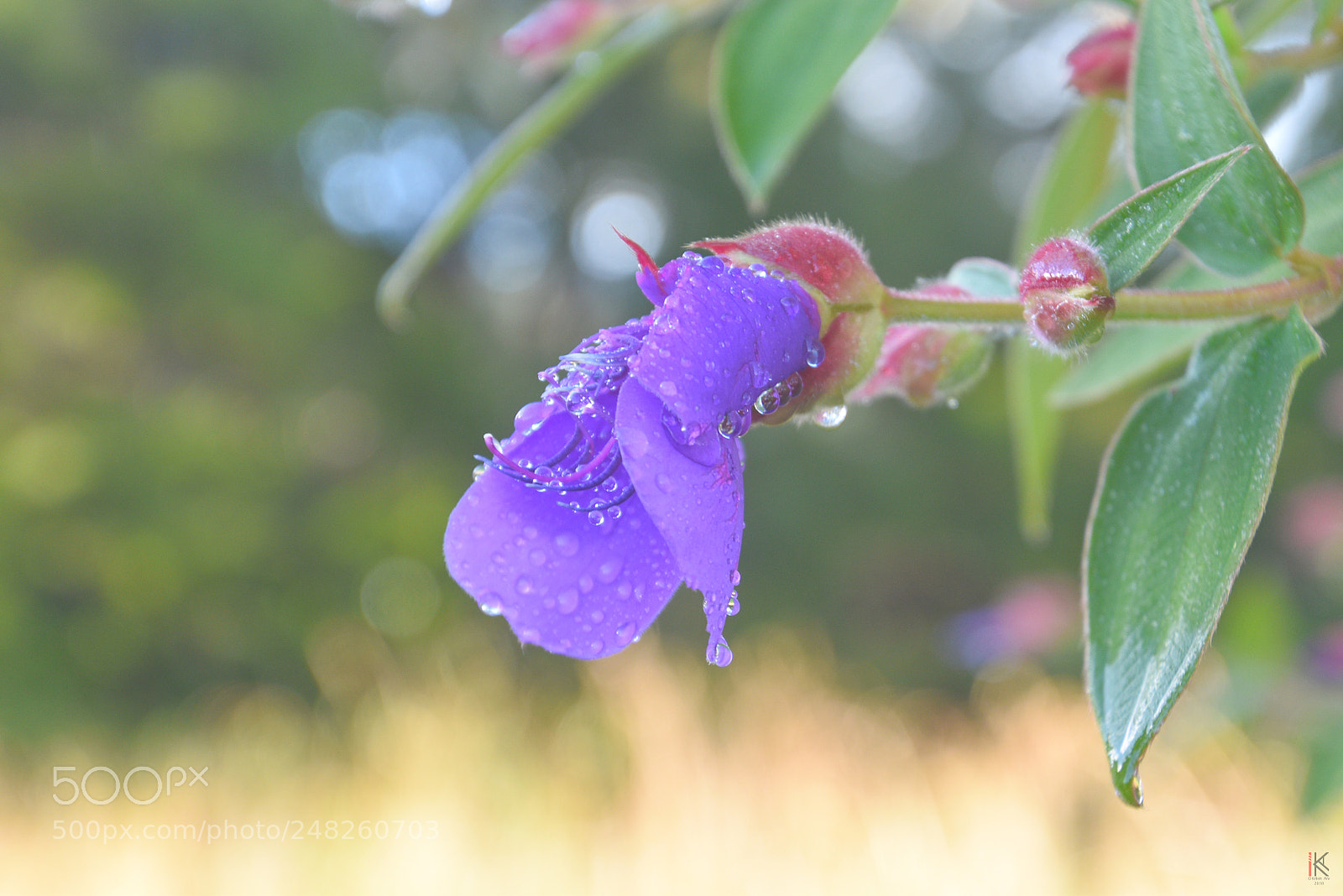Nikon D5500 sample photo. Purple #1 photography