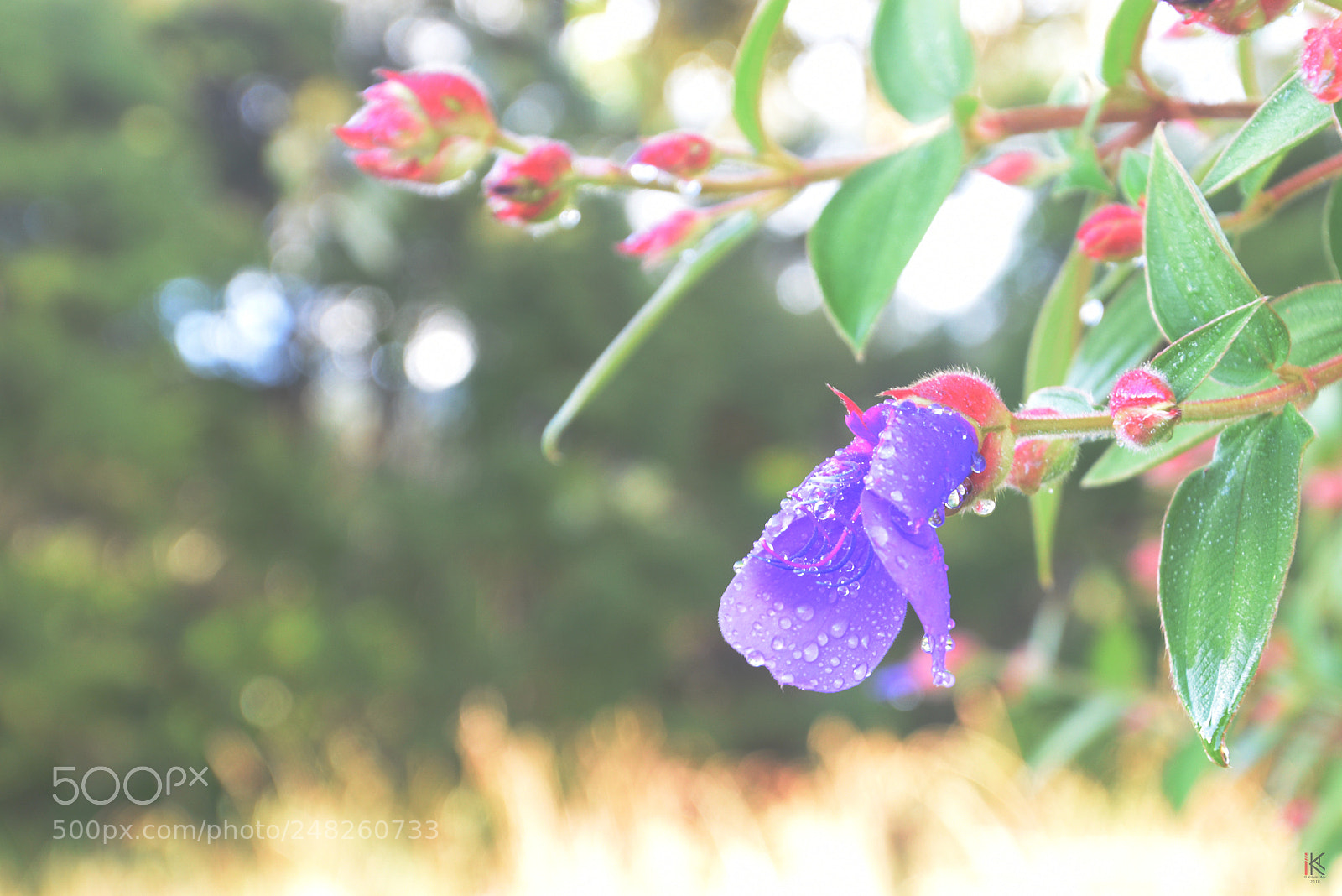 Nikon D5500 sample photo. Purple #2 photography