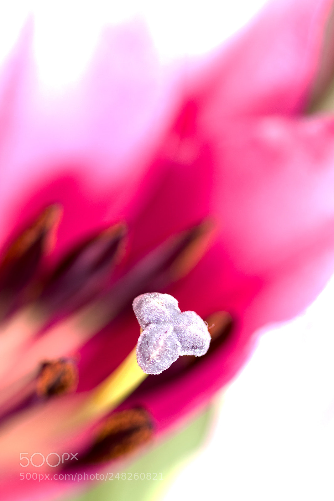Canon EOS 700D (EOS Rebel T5i / EOS Kiss X7i) sample photo. Lily stamen photography
