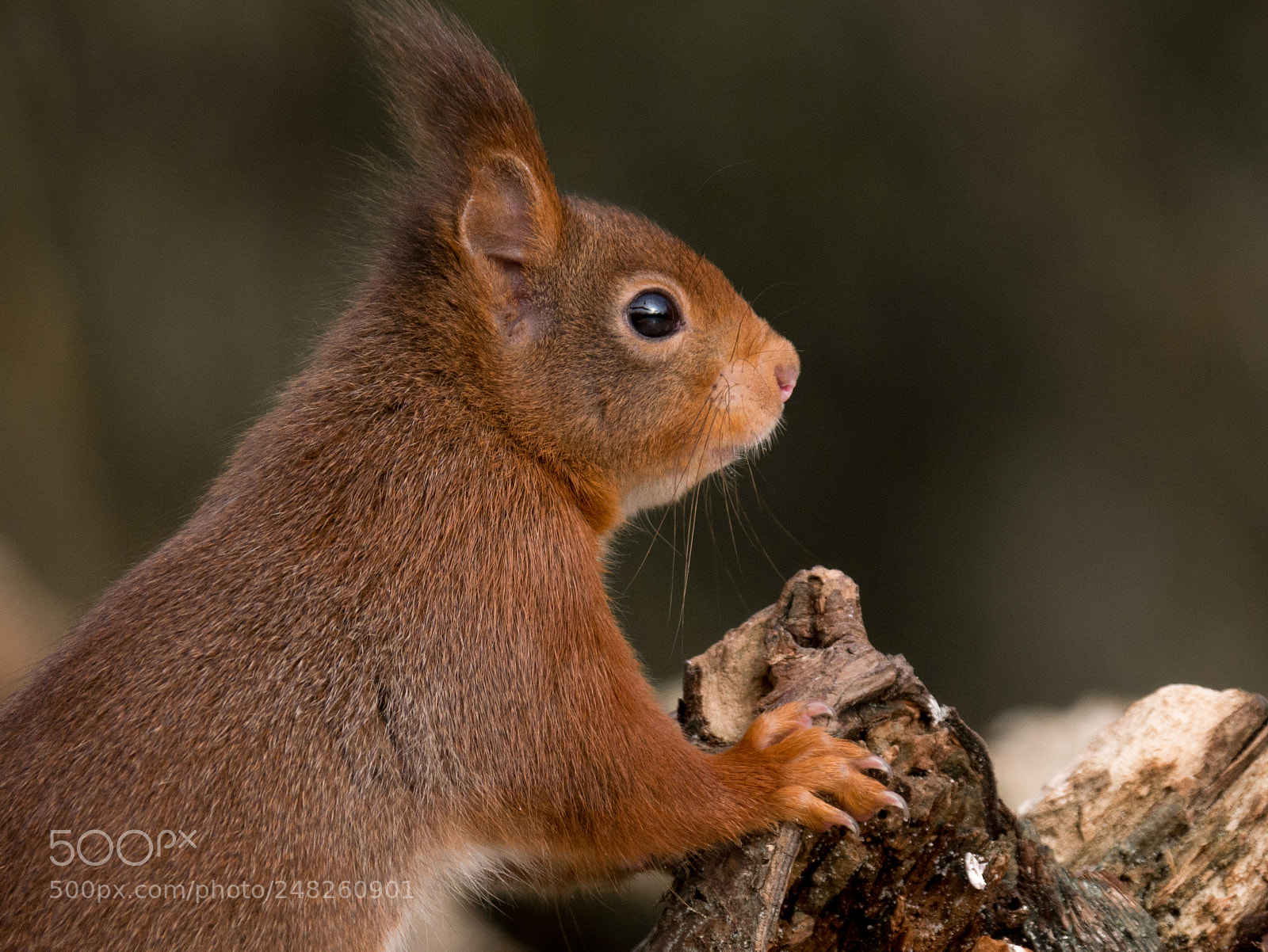 Panasonic Lumix DMC-GX7 sample photo. Portrait of a squirrel photography