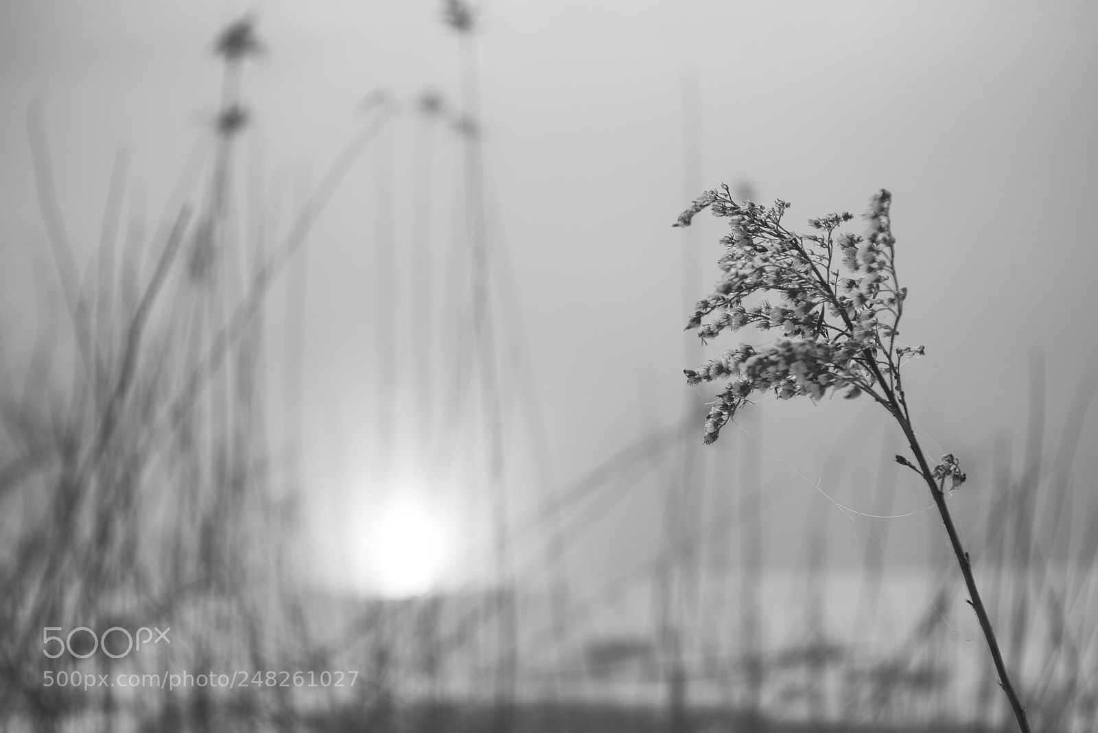 Nikon D800 sample photo. Gruyere photography