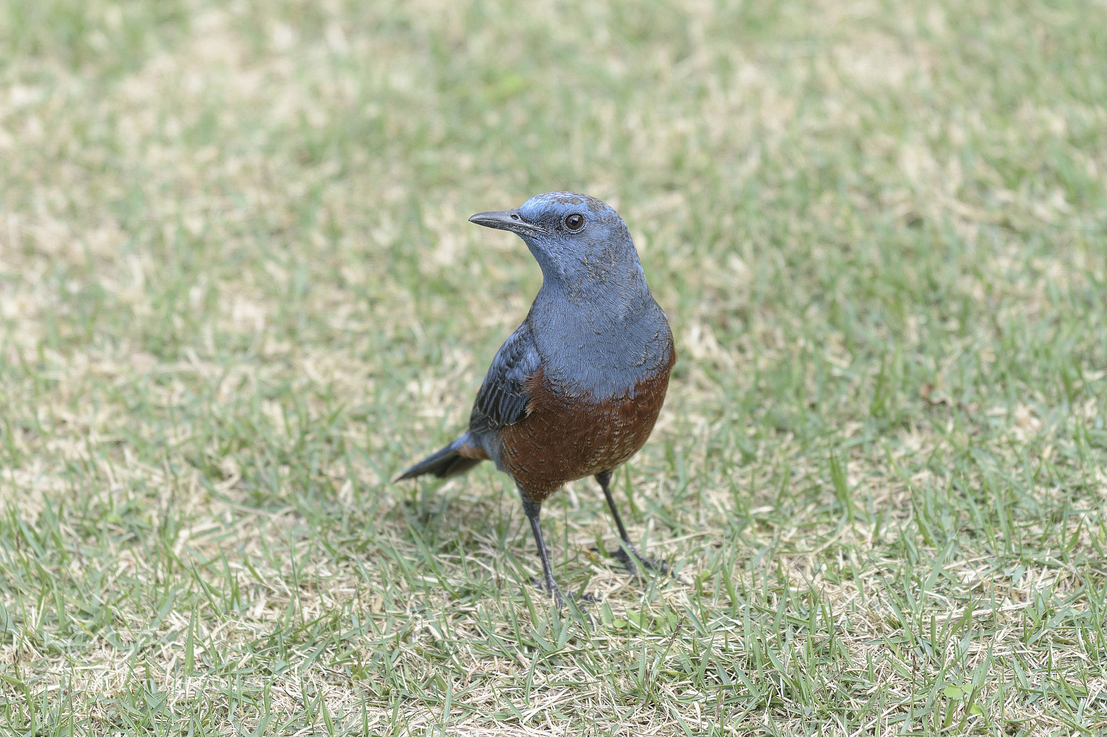 Nikon D850 sample photo. 藍磯鶇 monticola solitarius photography