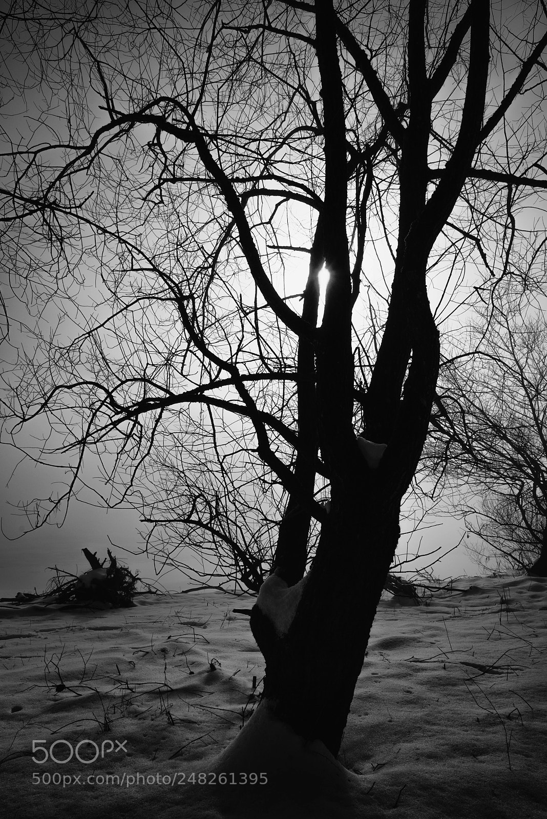 Nikon D800 sample photo. Lacgruyere photography