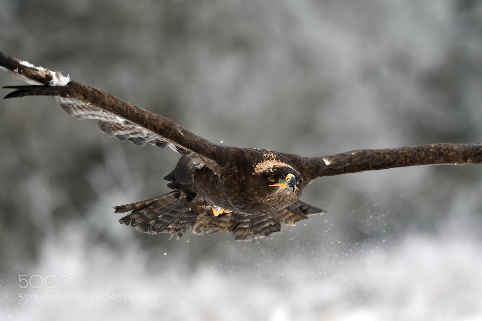 Nikon AF-S Nikkor 200-500mm F5.6E ED VR sample photo. Steppe eagle photography