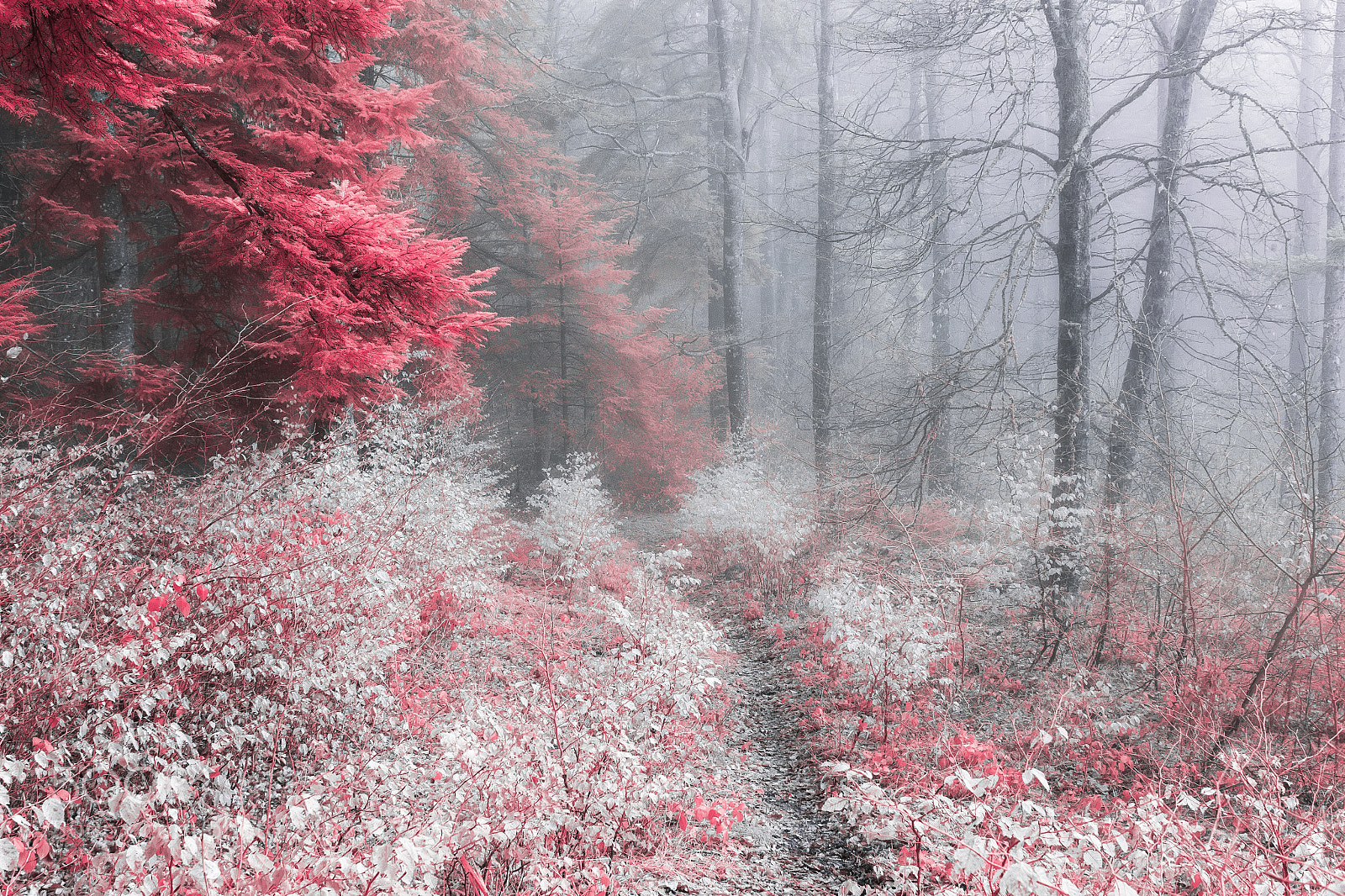 Canon EOS 600D (Rebel EOS T3i / EOS Kiss X5) sample photo. Mist ir photography