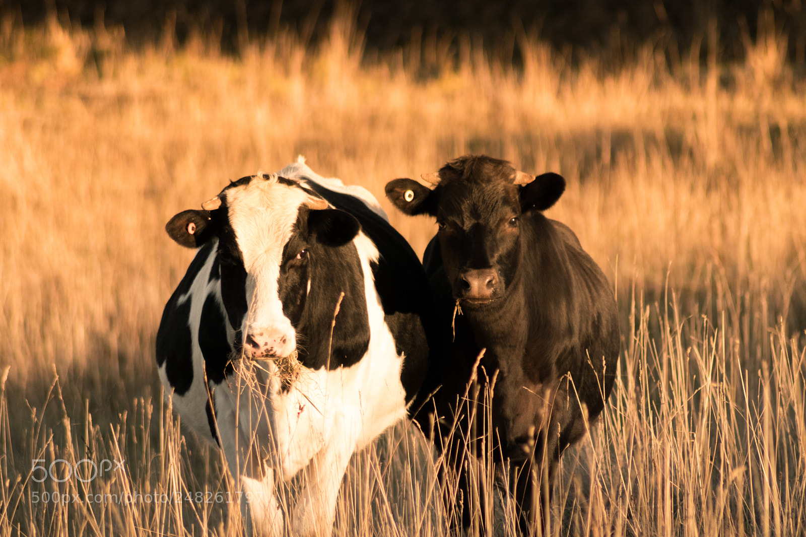 Canon EOS 200D (EOS Rebel SL2 / EOS Kiss X9) sample photo. Tasmanian farm photography