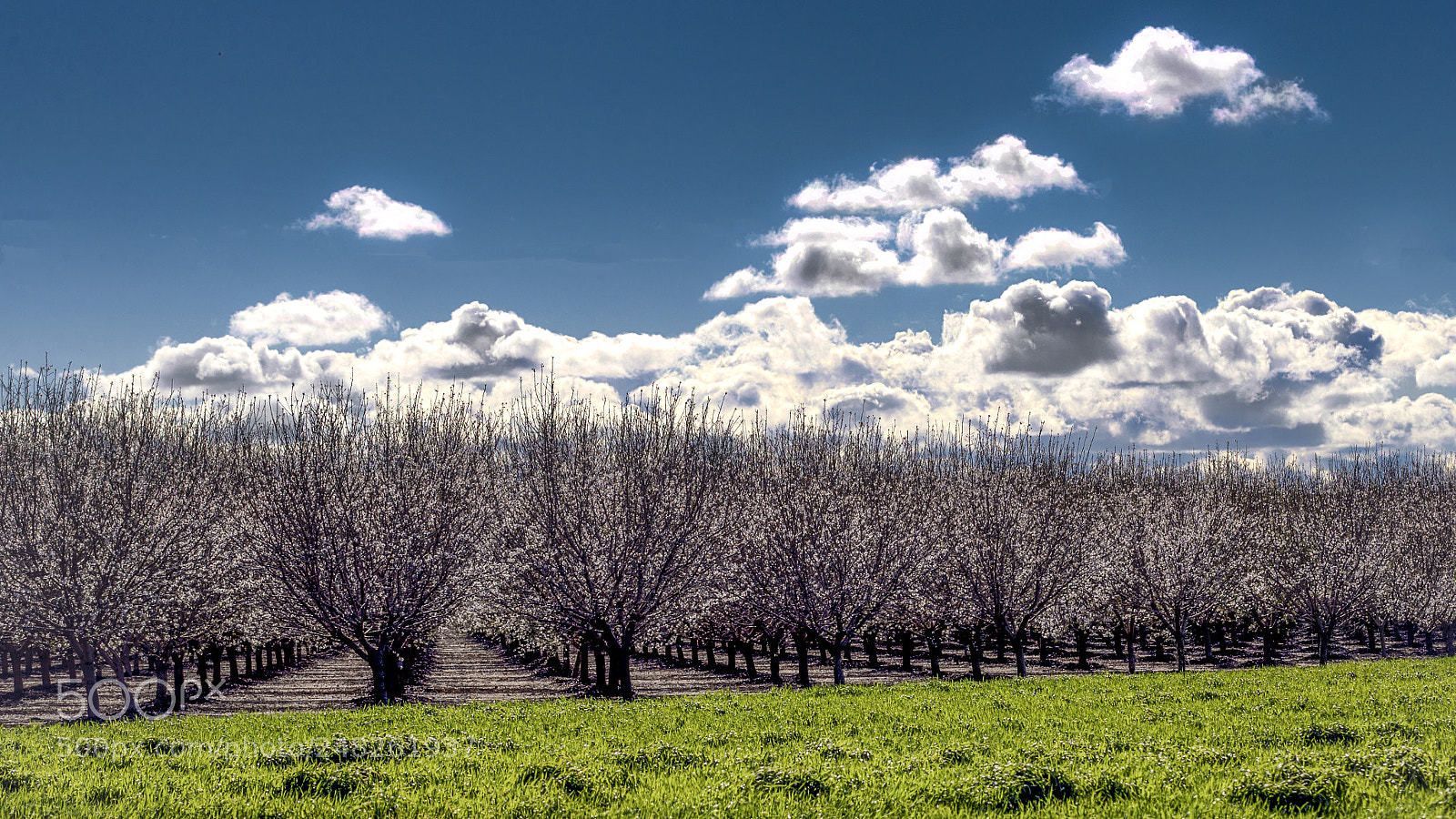 Canon EOS-1D X Mark II sample photo. Winter in northern california photography