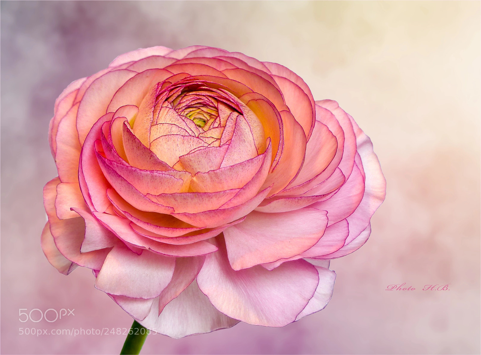 Panasonic Lumix DMC-FZ200 sample photo. Ranunculus -rose of spring photography