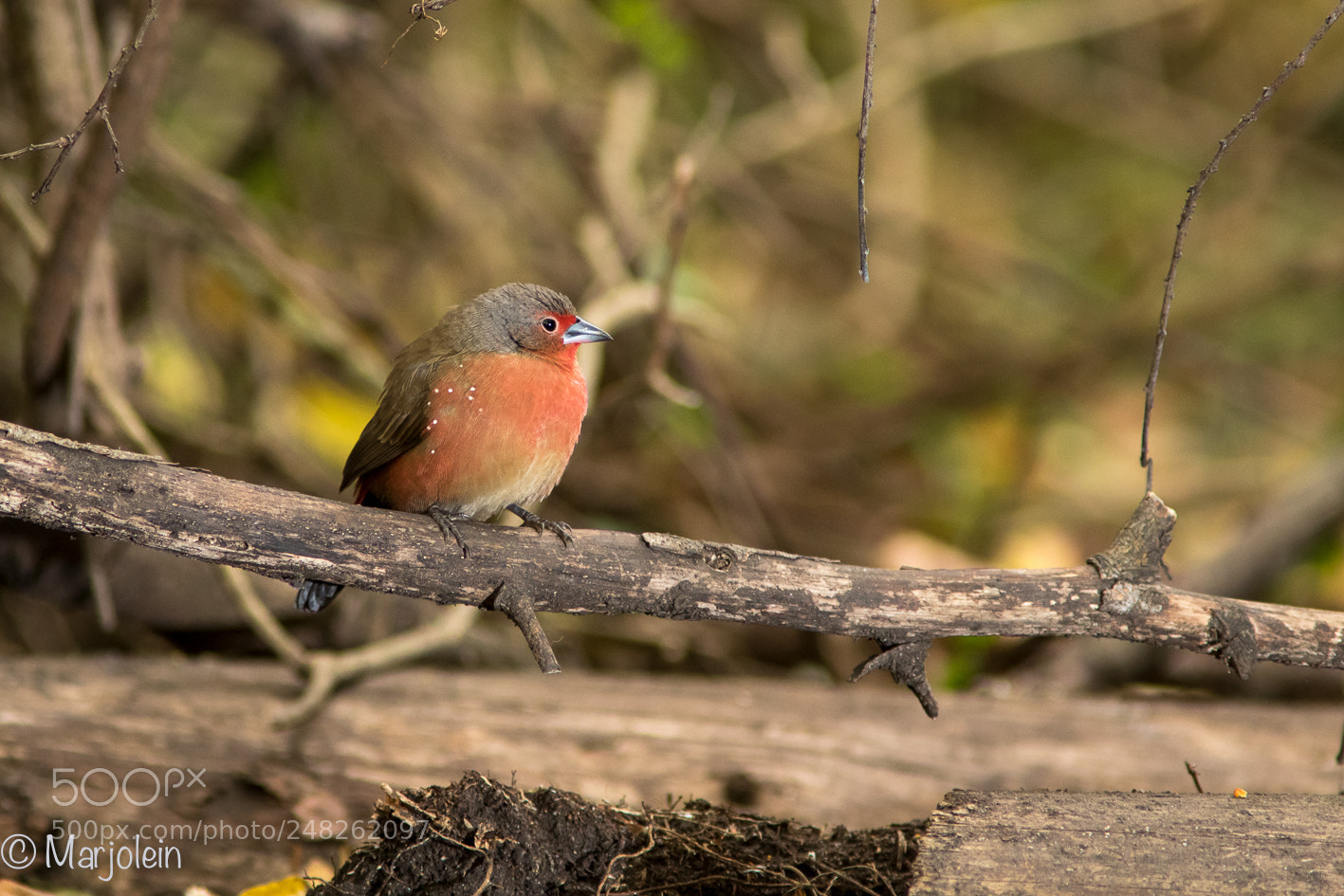 Canon EOS 7D Mark II sample photo. African firefinch photography