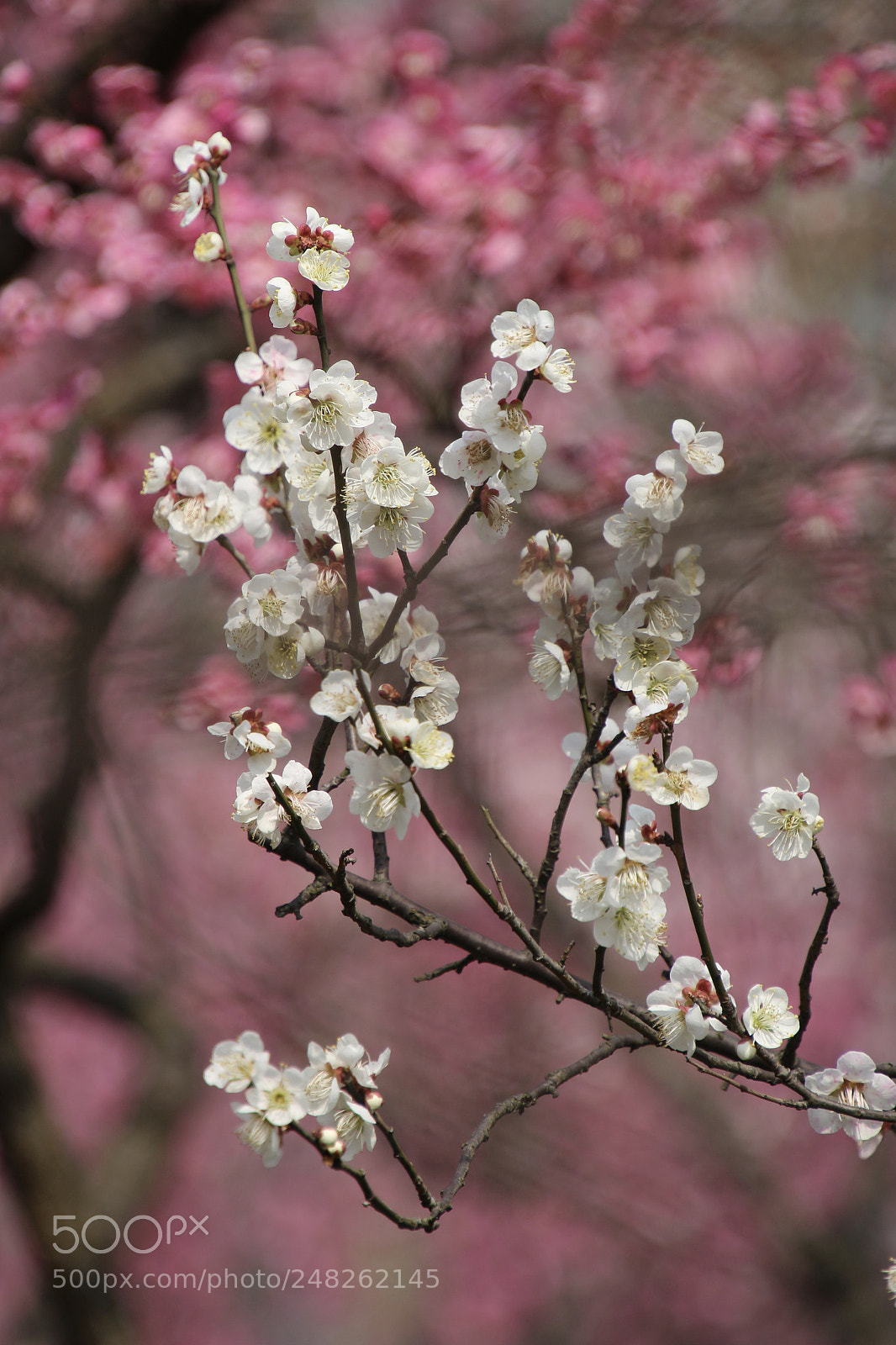 Canon EOS 100D (EOS Rebel SL1 / EOS Kiss X7) sample photo. 孤山梅园花盛开 photography