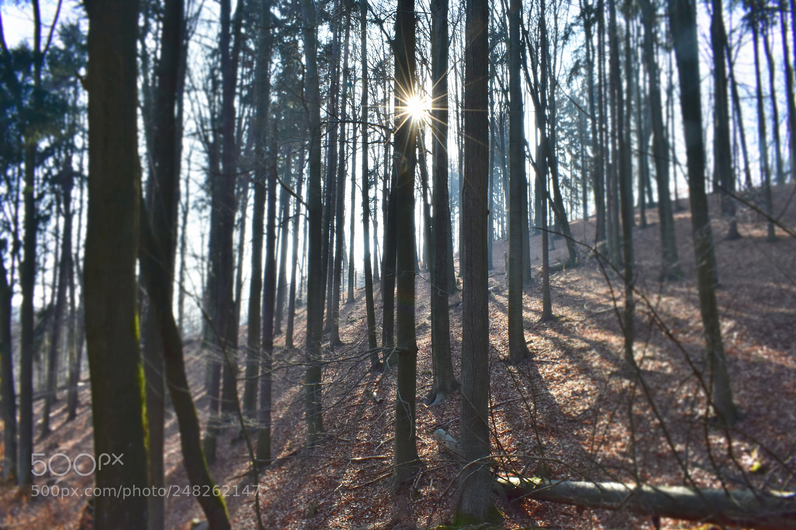 Nikon D3400 sample photo. Forest shadows photography