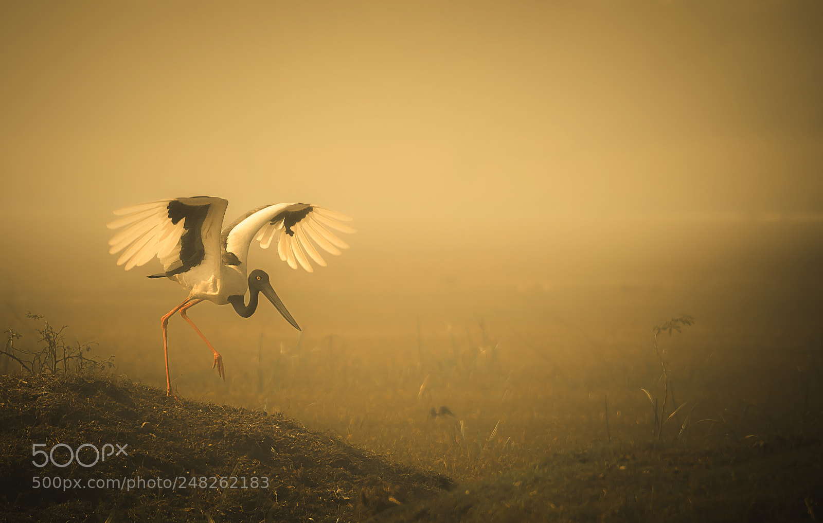 Nikon D500 sample photo. Black necked stork photography