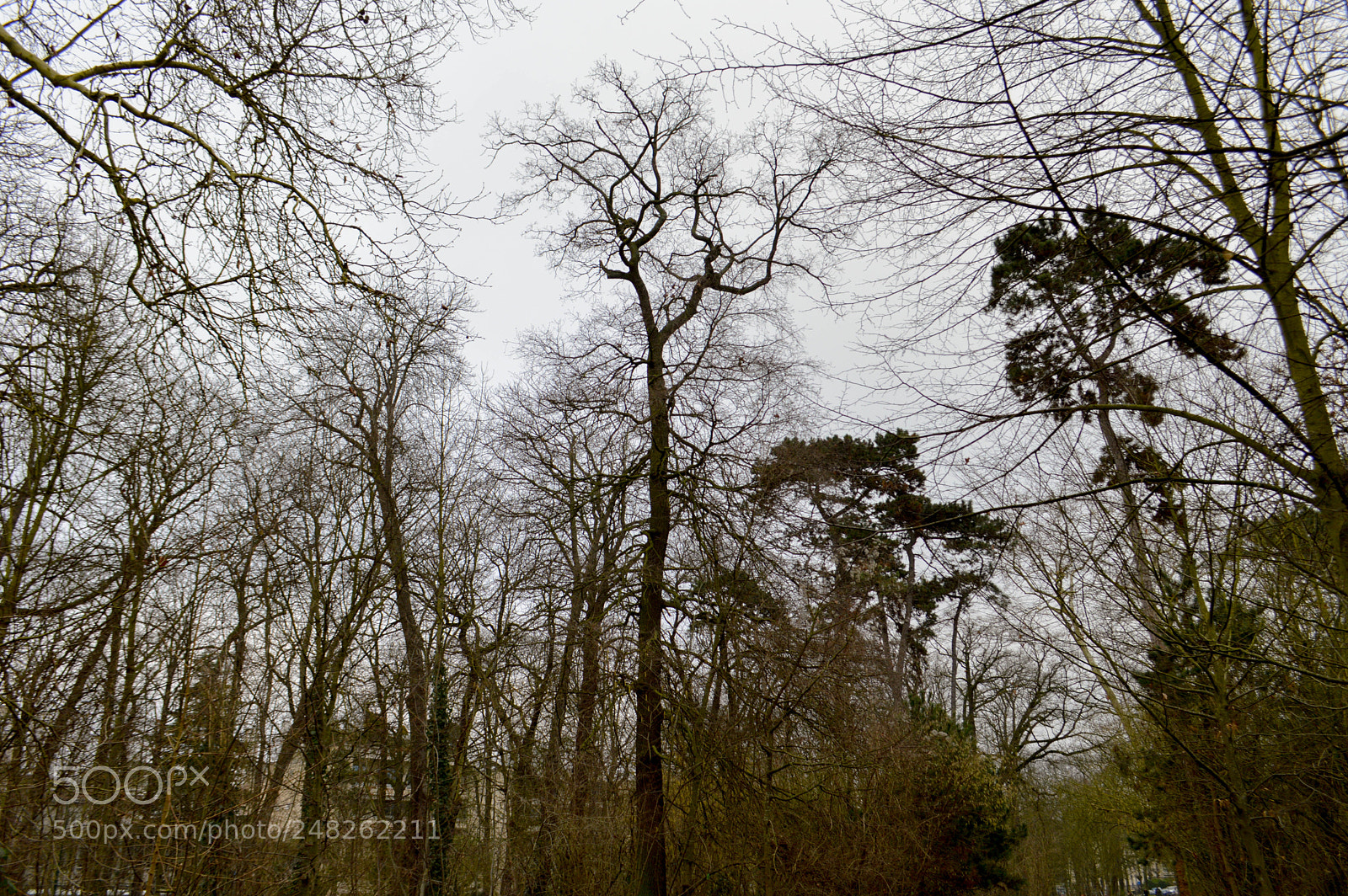Nikon D3200 sample photo. Bois de vincennes photography