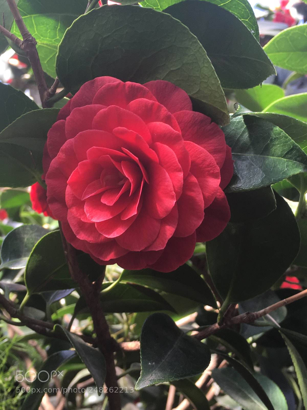 Apple iPhone 6s Plus sample photo. Untitled photography