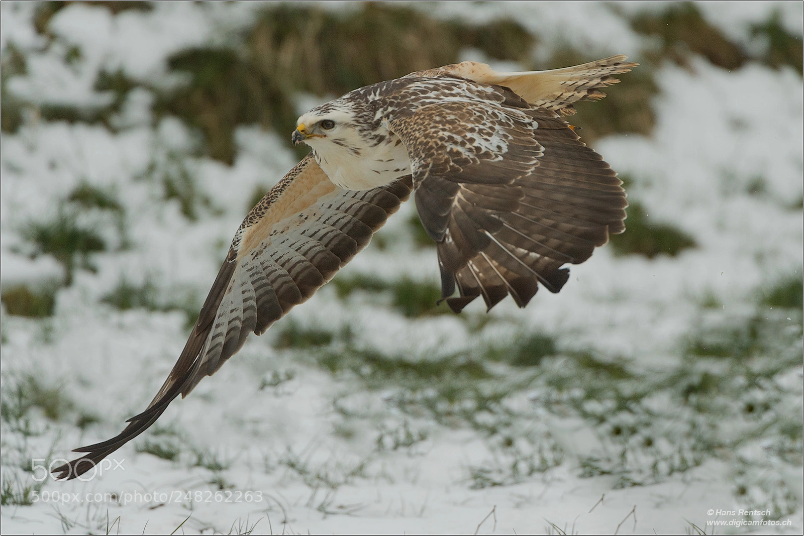 Nikon D5 sample photo. Common buzzard photography