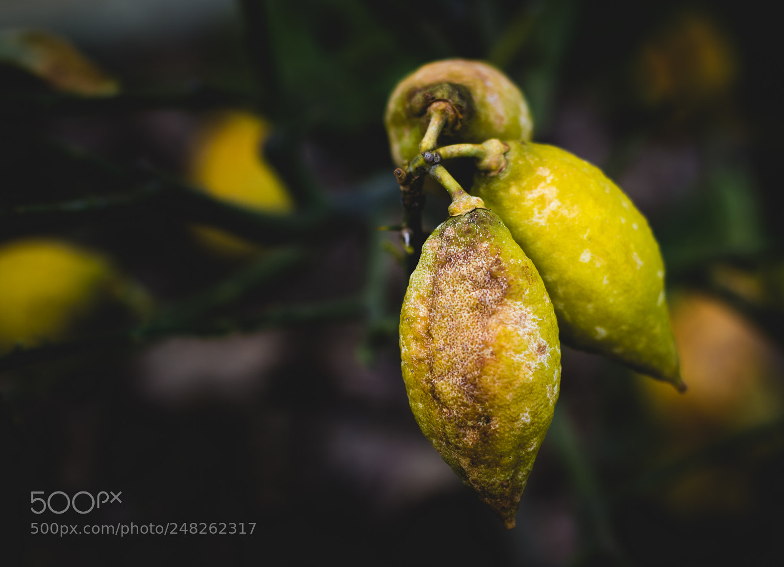 Nikon D7200 sample photo. Lemons photography