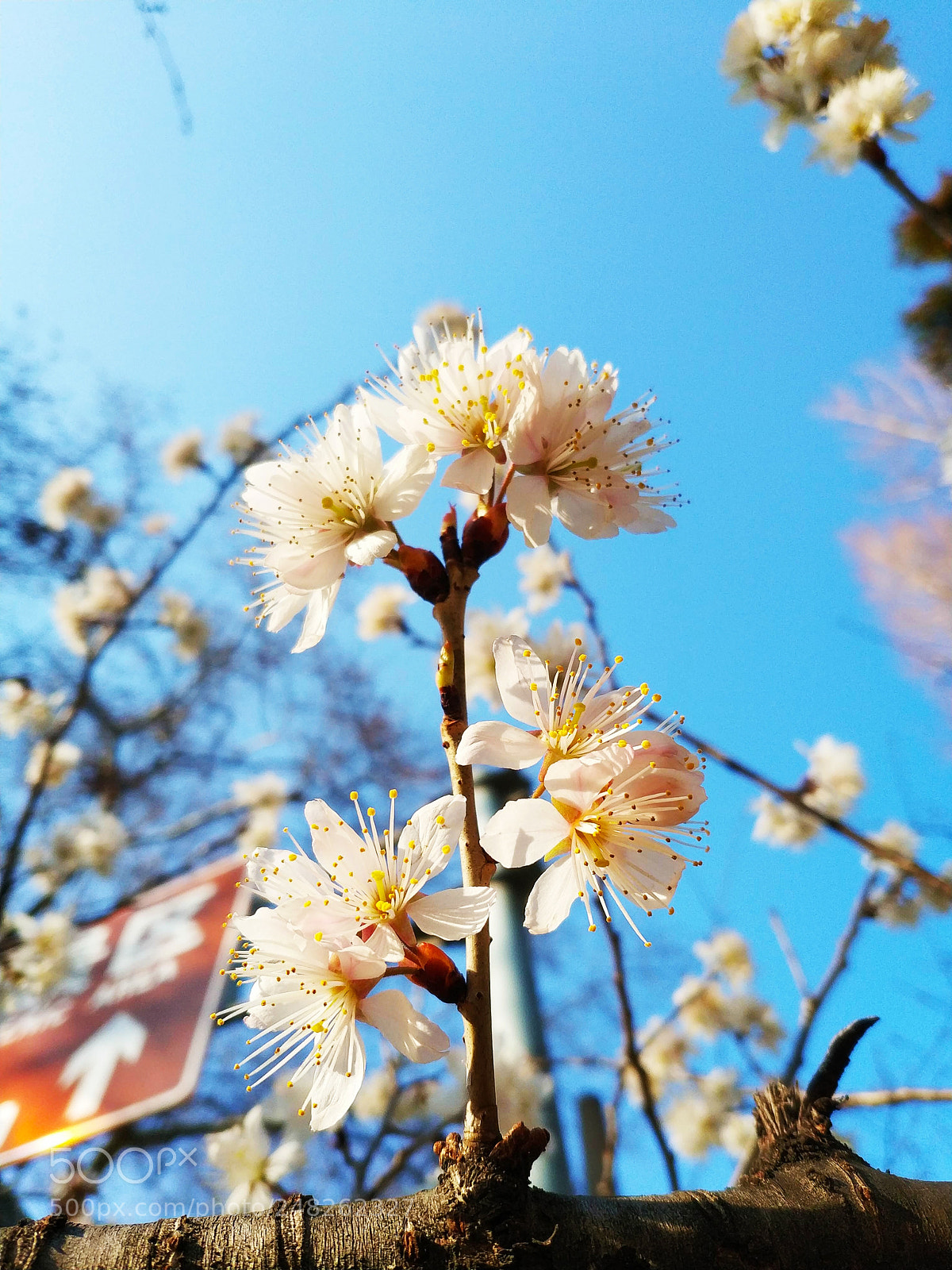 Xiaomi MIX 2 sample photo. Sakura photography