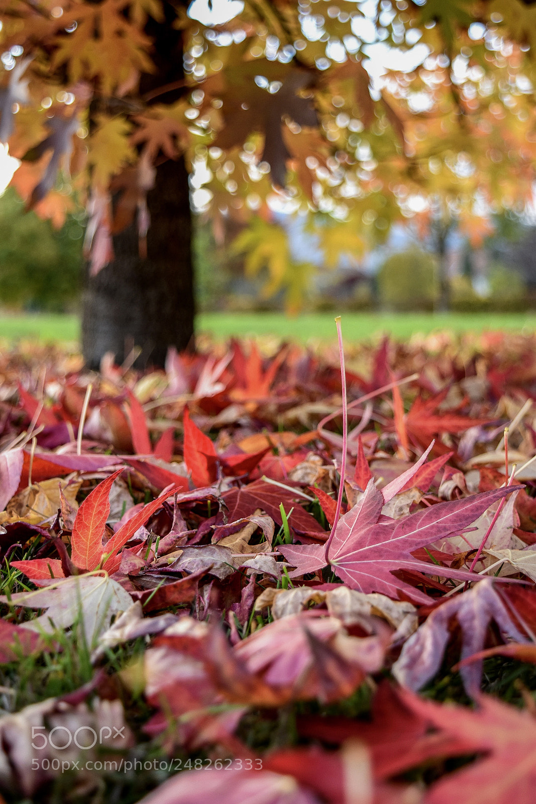 Nikon D5500 sample photo. Untitled photography