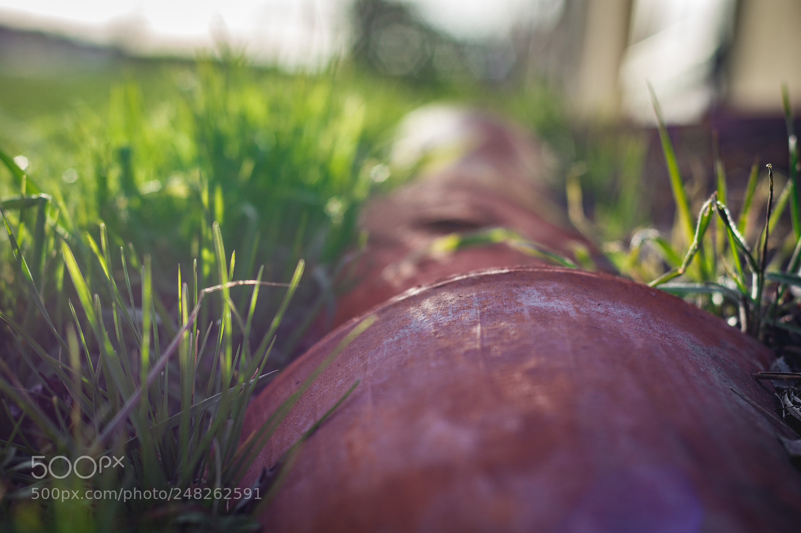 Nikon D7200 sample photo. Garden photography