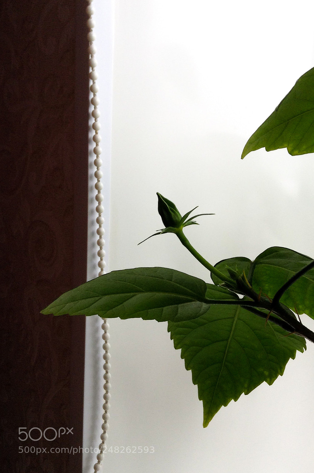 Apple iPod touch sample photo. It's coming photography